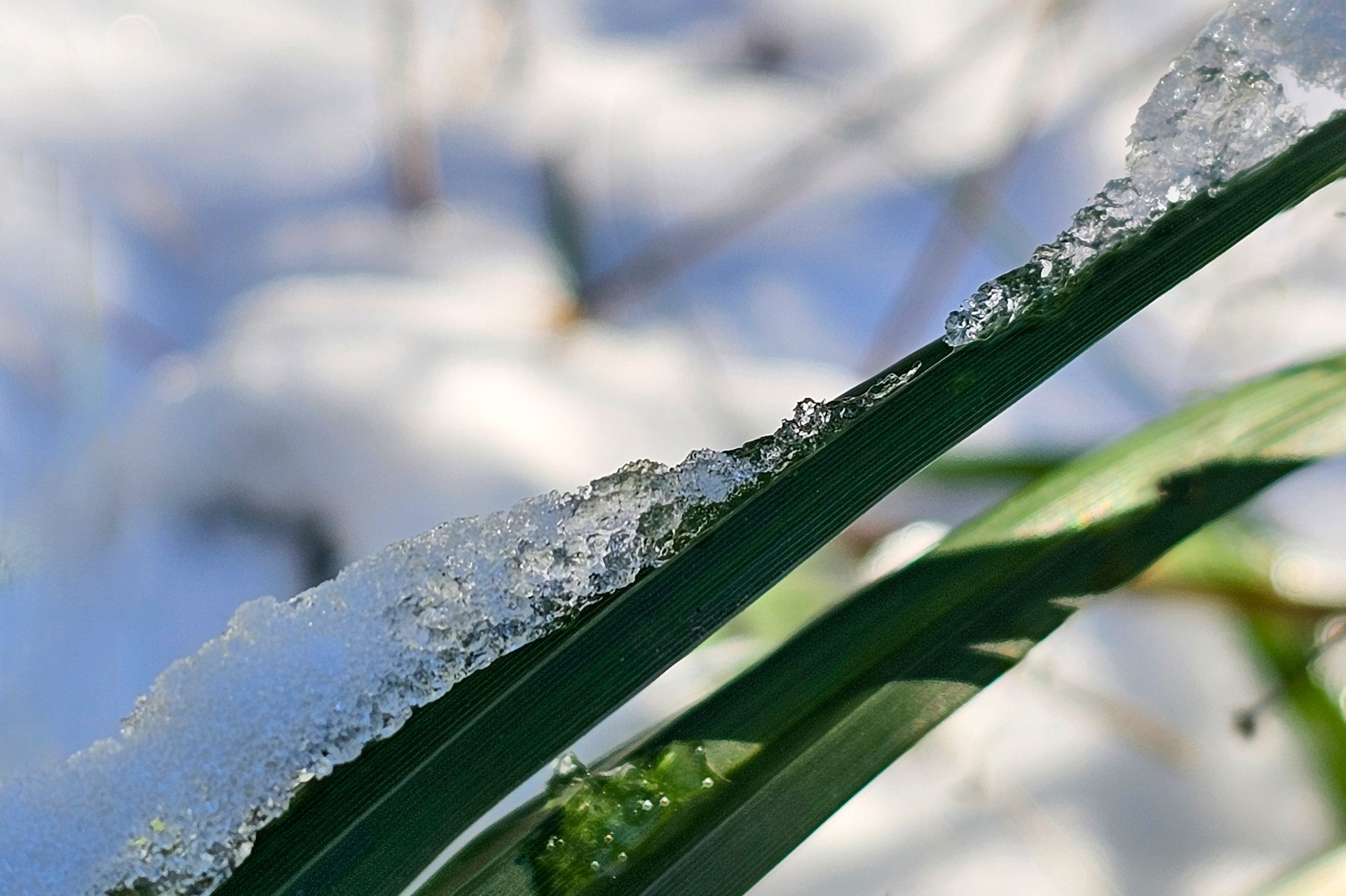 Platz 20 Das kleine Grün.jpg
