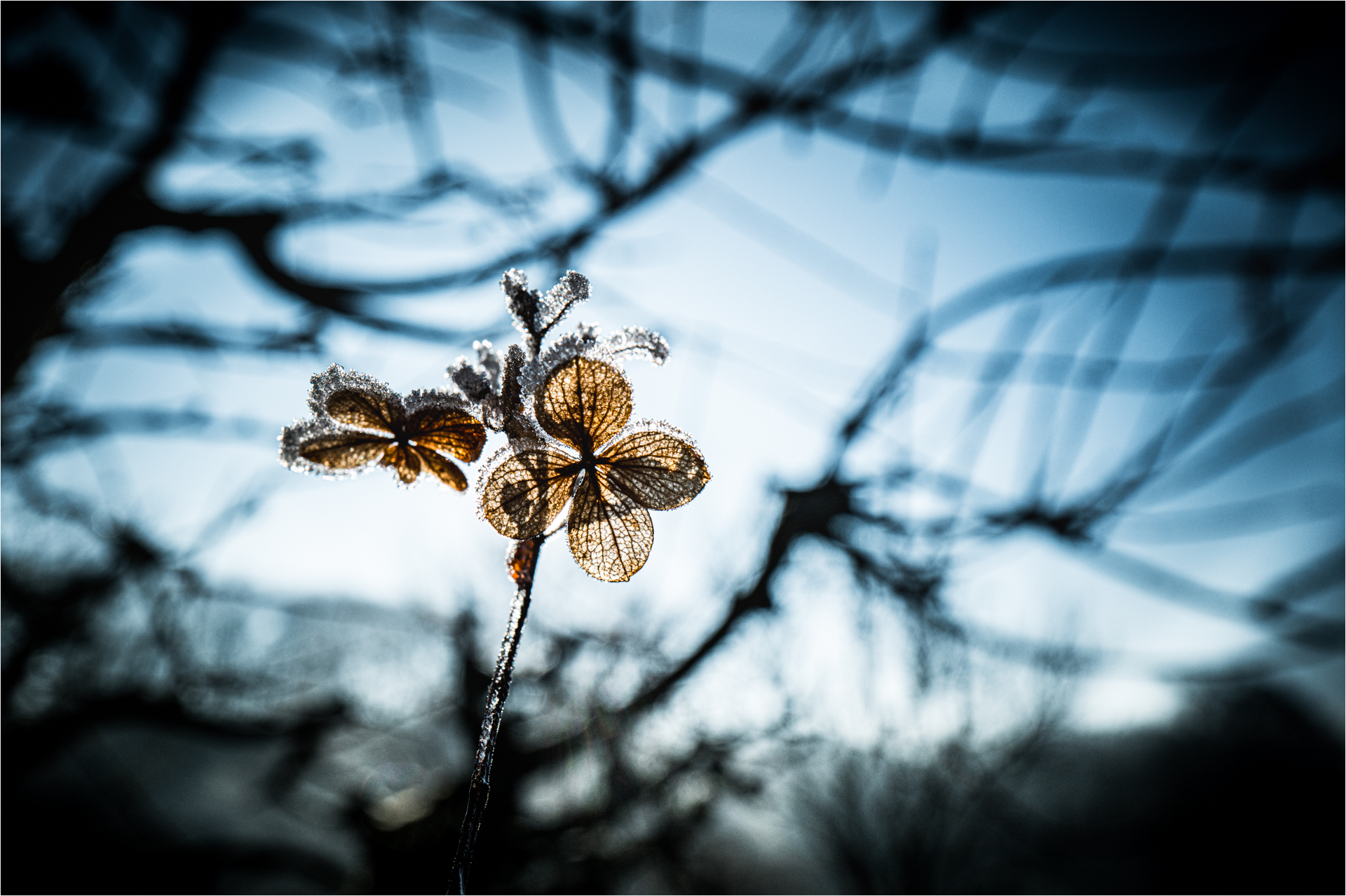 Platz 07 Eisige Schönheit