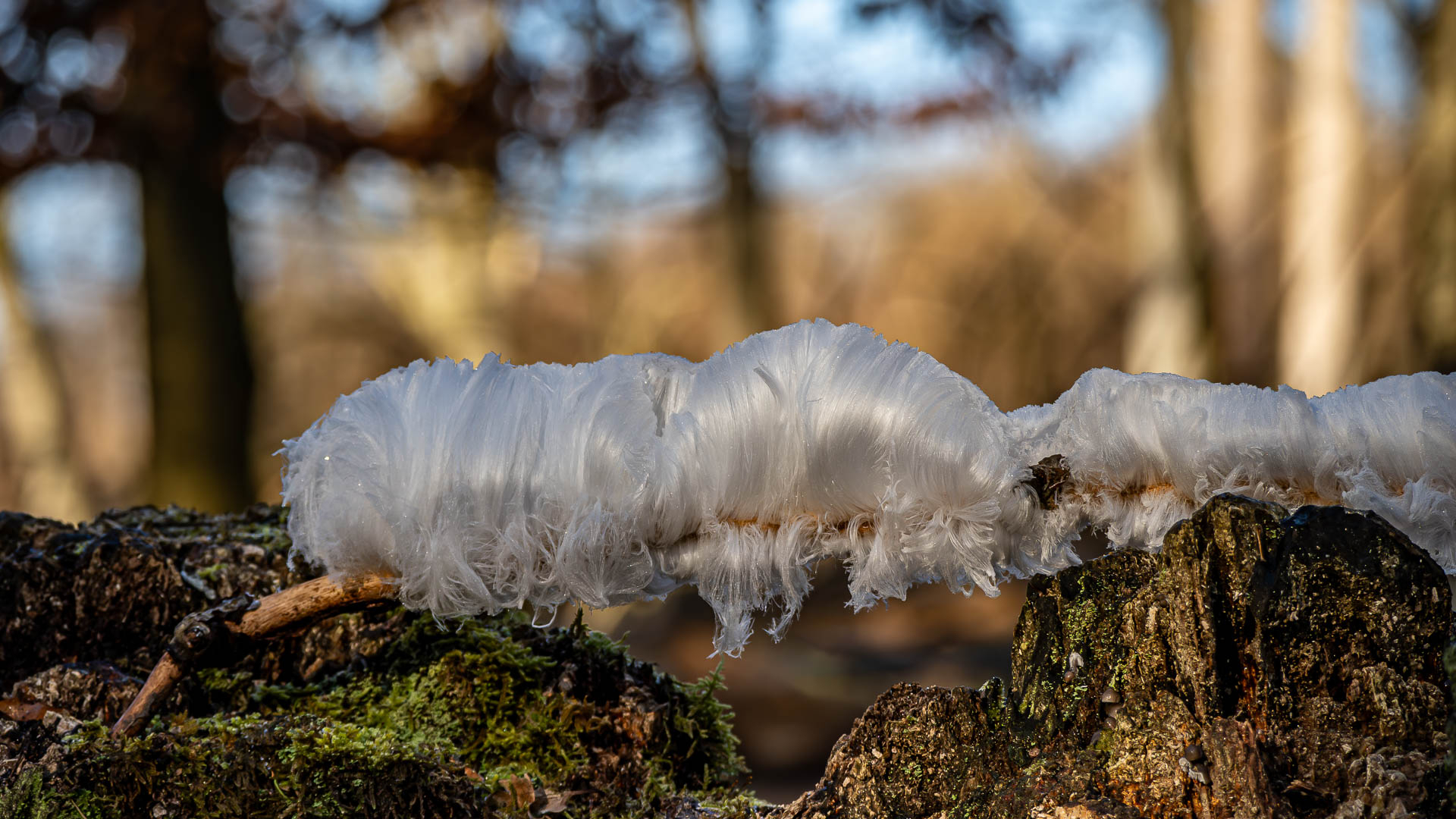 Platz 23 Eisiges Haar oder haariges Eis.jpg