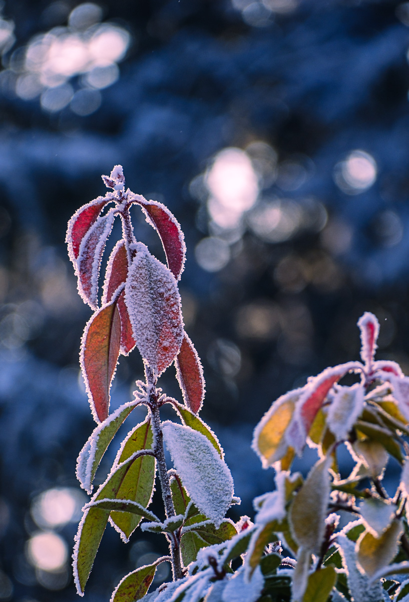 Platz 09 Frostiger Rauhreif-2