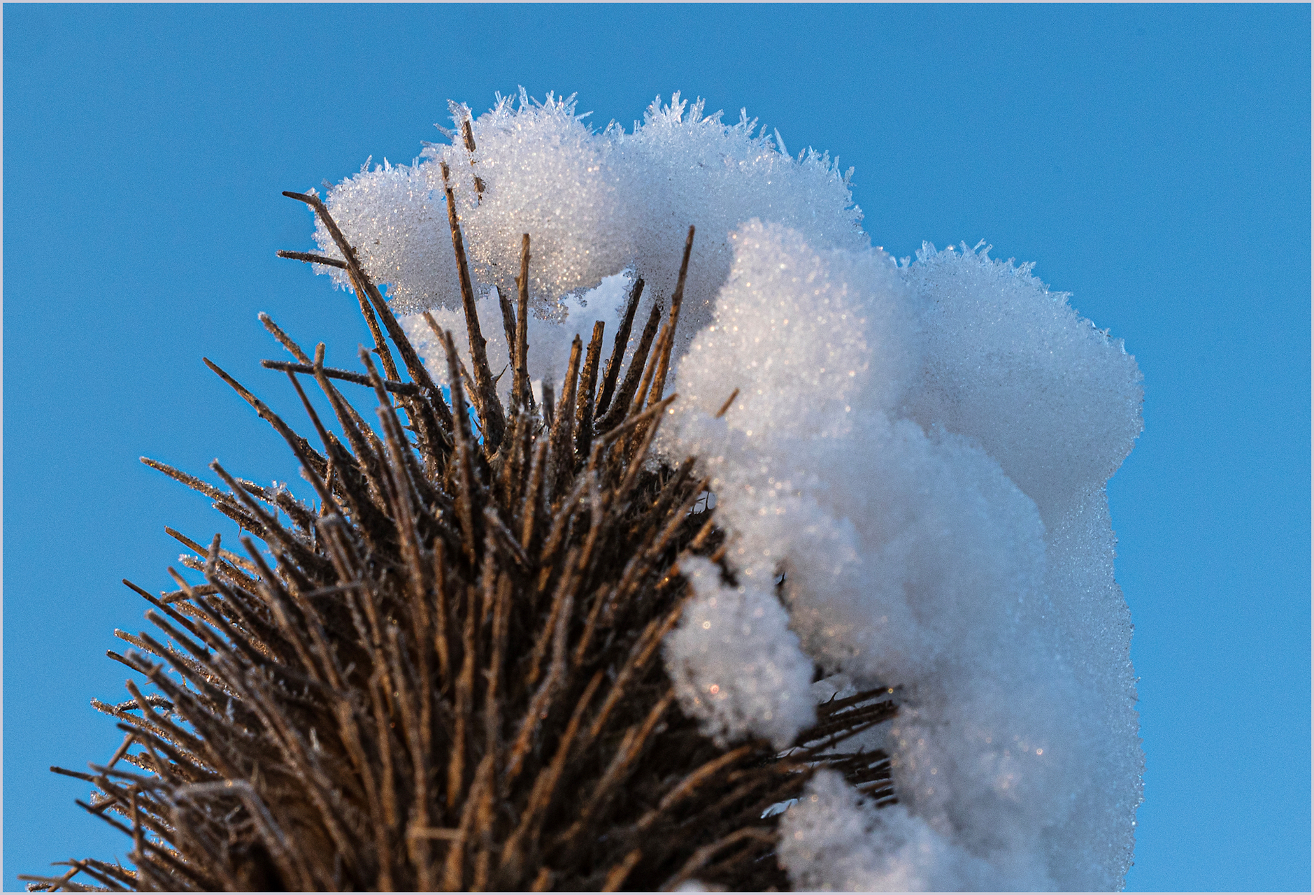 Platz 18 Distel mit Haube