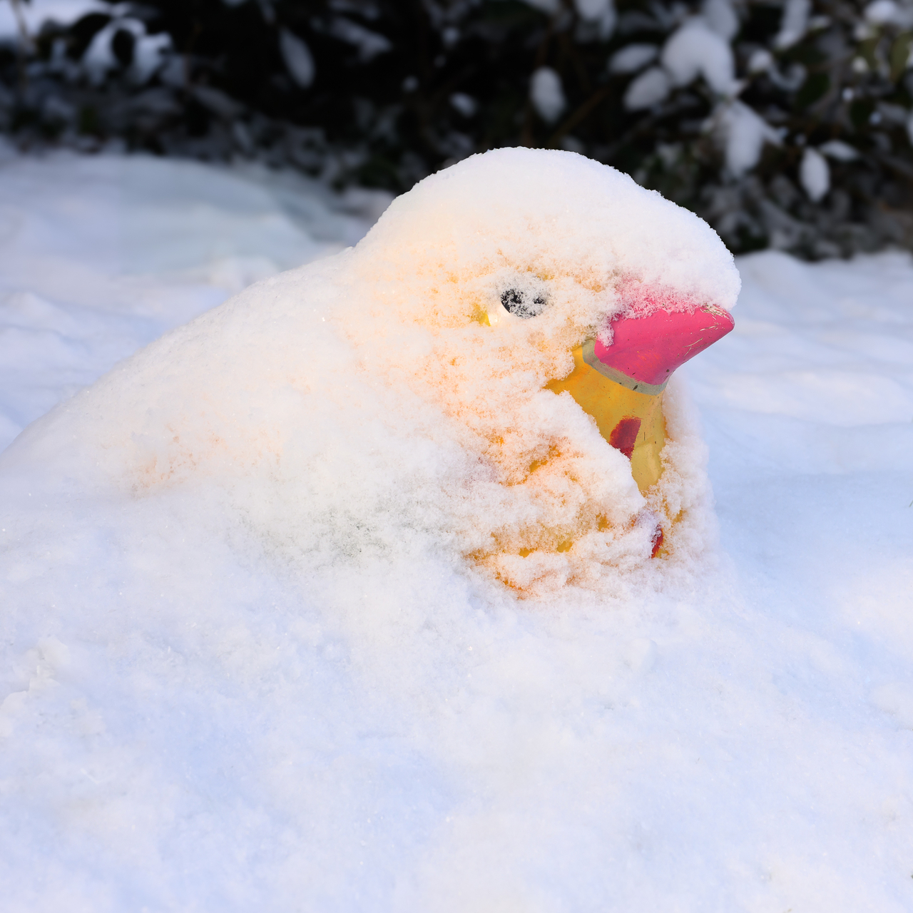 Platz 21 Schneevogel.jpg