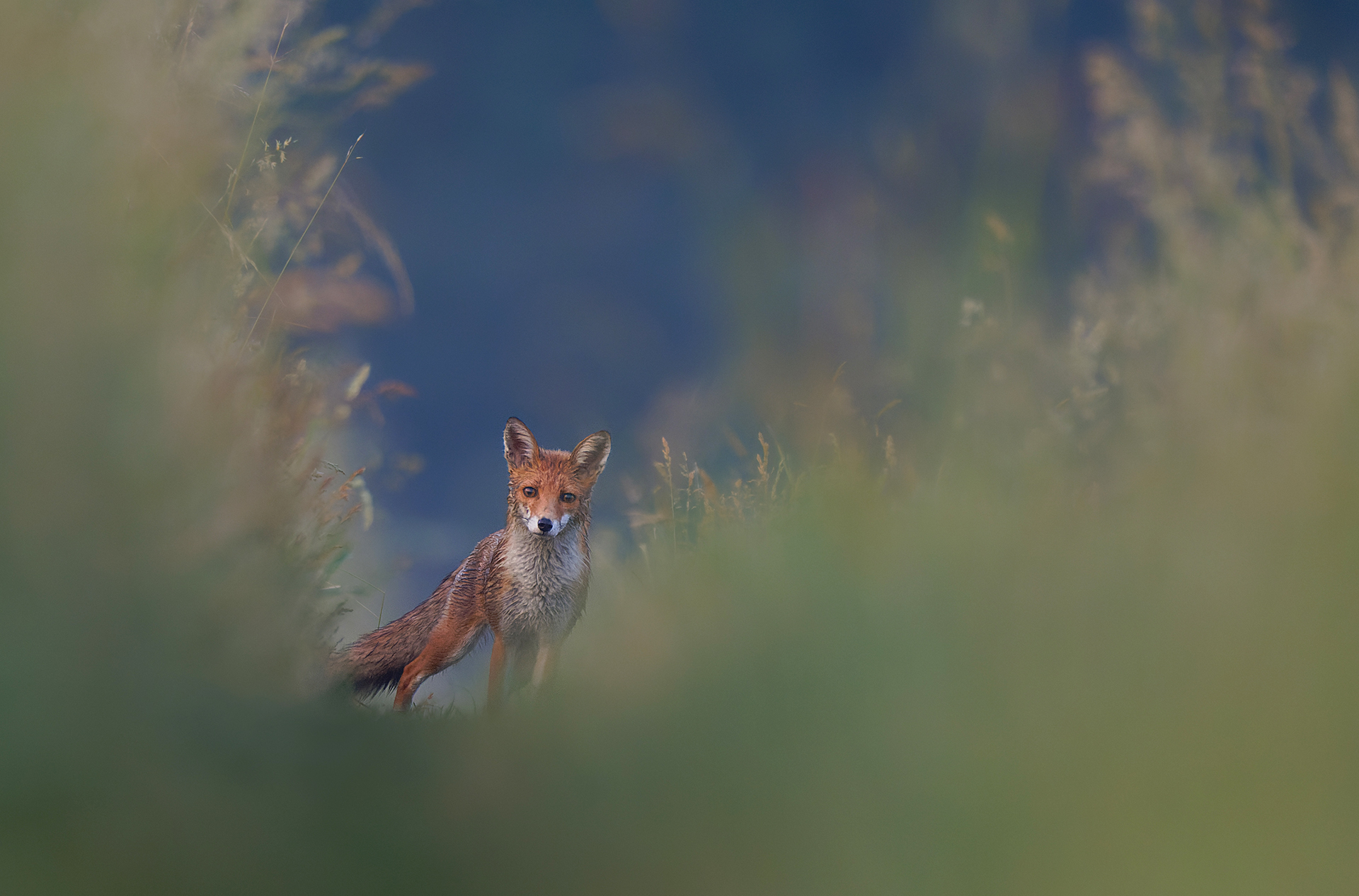 Platz 02 Rahmen 1 Fuchs.jpg