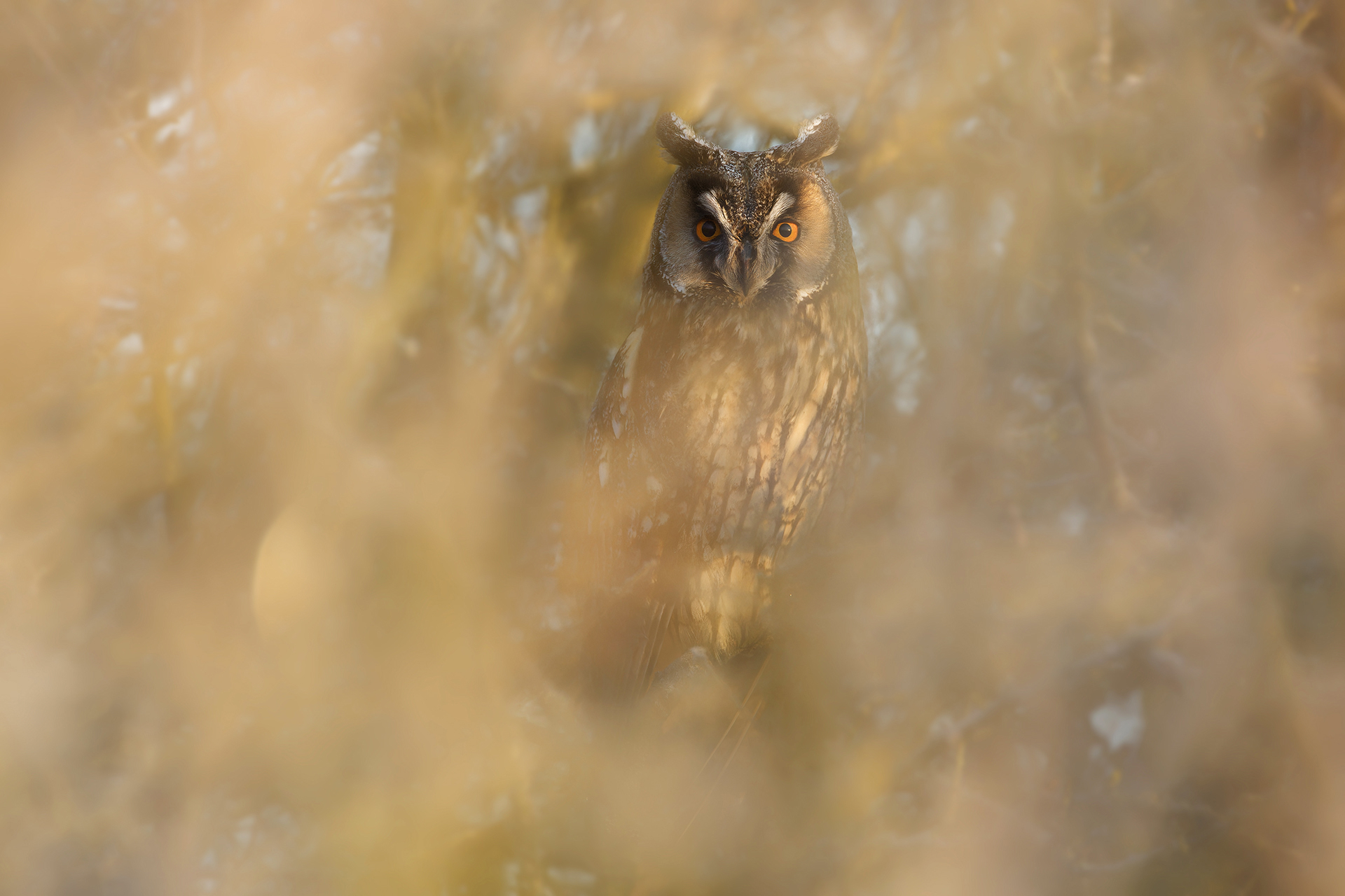 März 2025 - Natürliche Rahmen