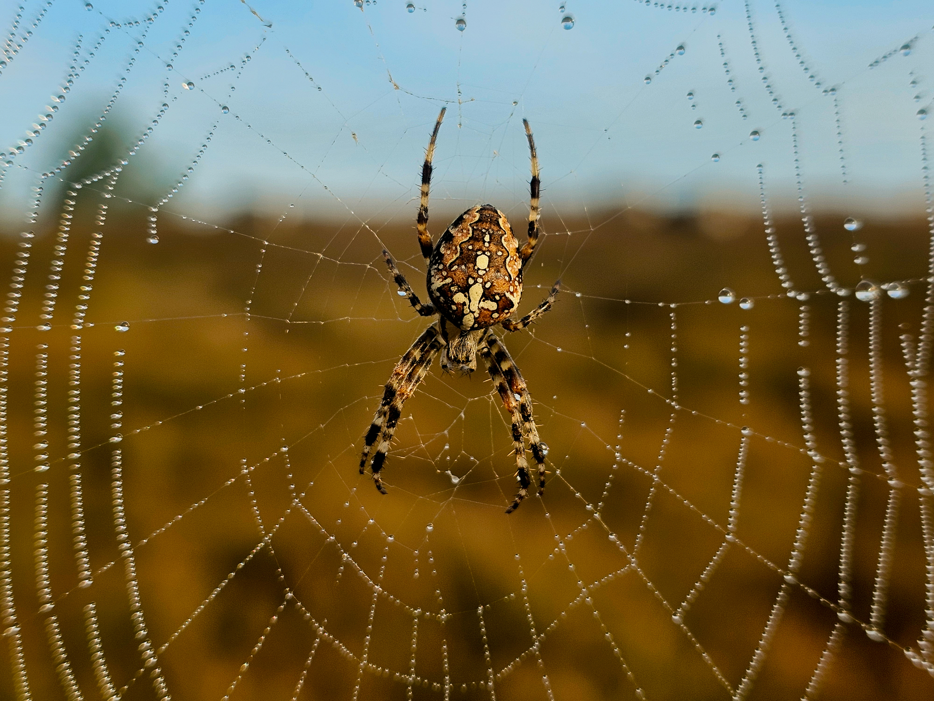 Platz 13 Spider Web.jpg