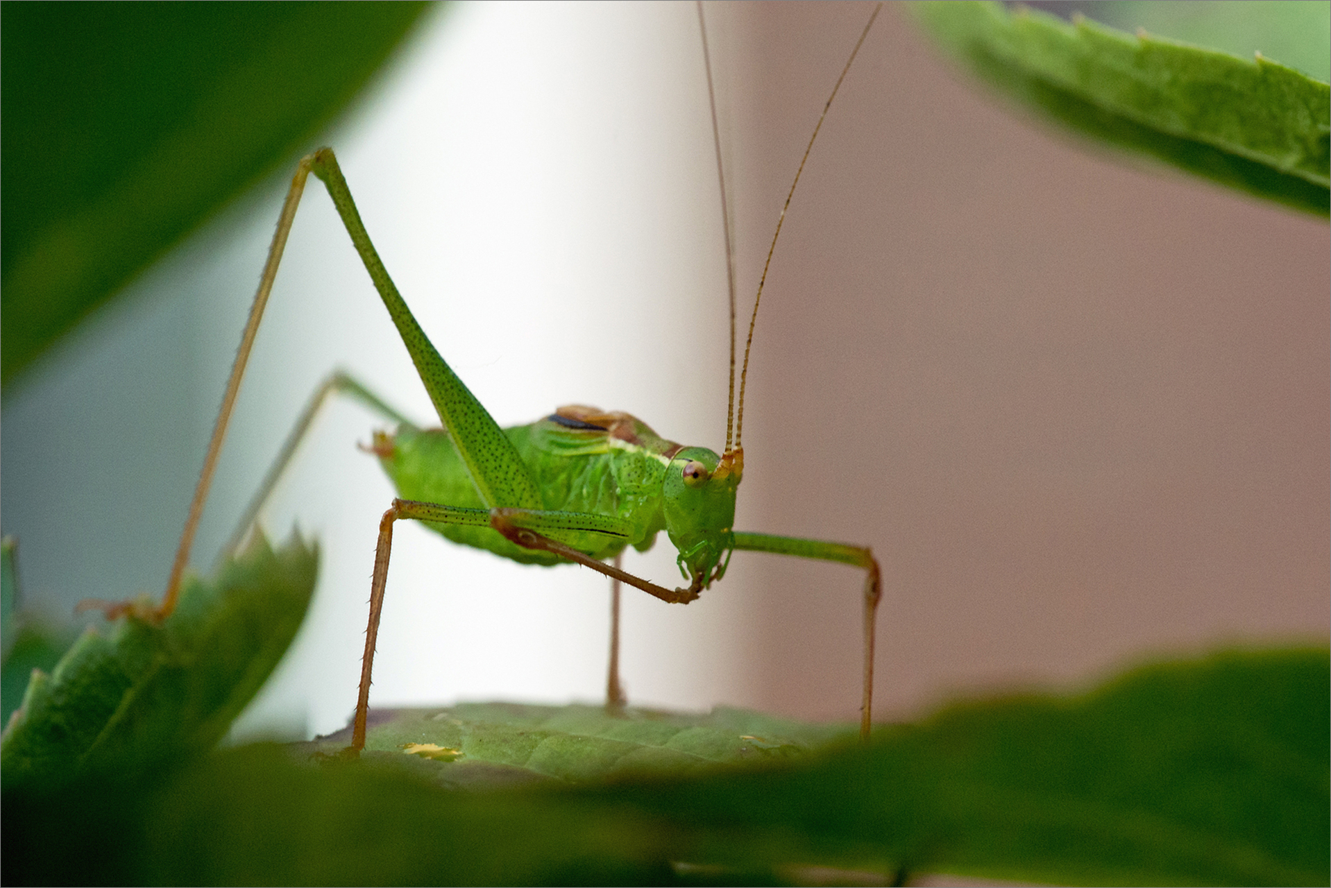 Platz 09 Zartschrecke.jpg