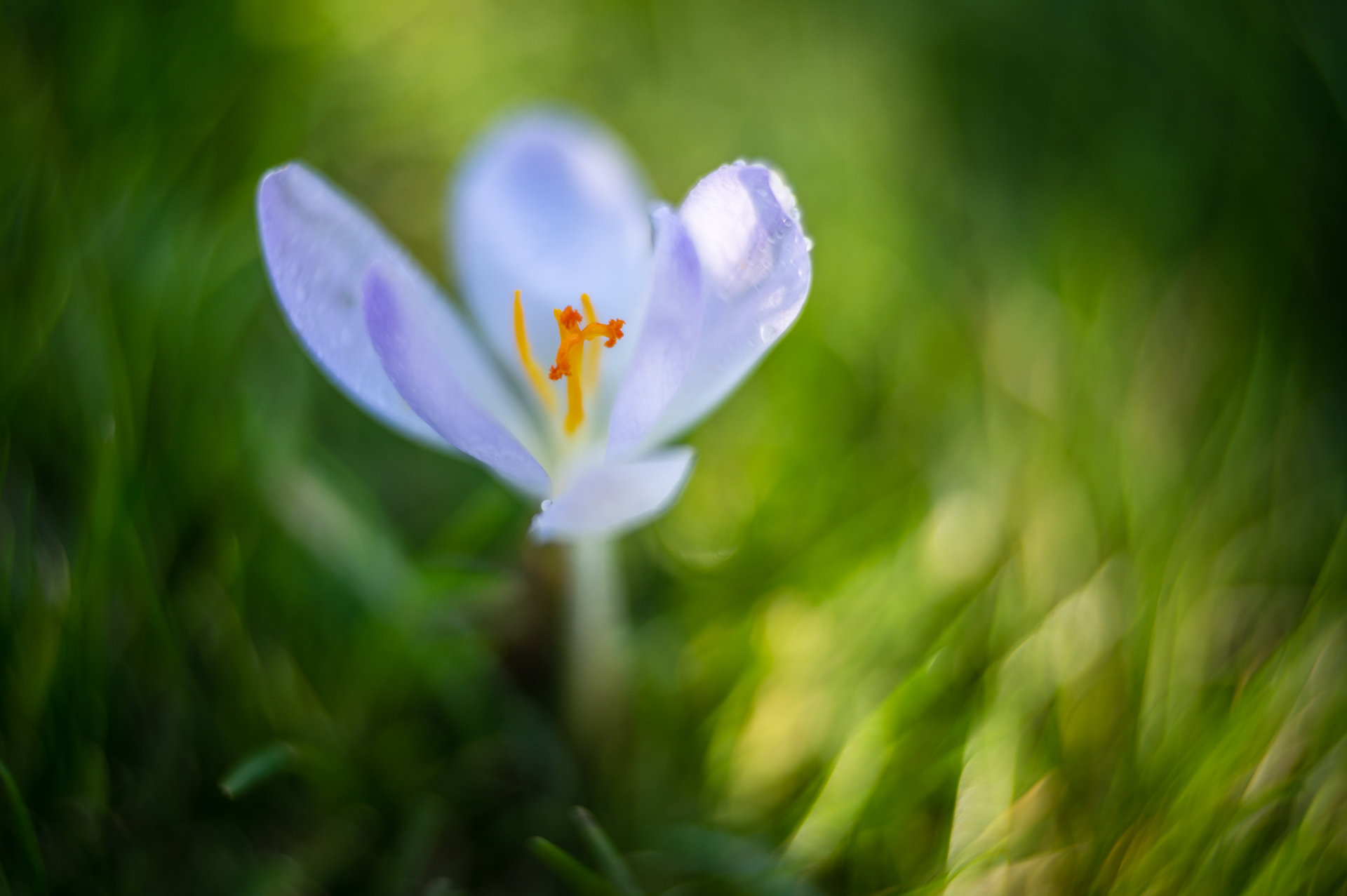 Platz 08 Frühlingsblüten-1.jpg