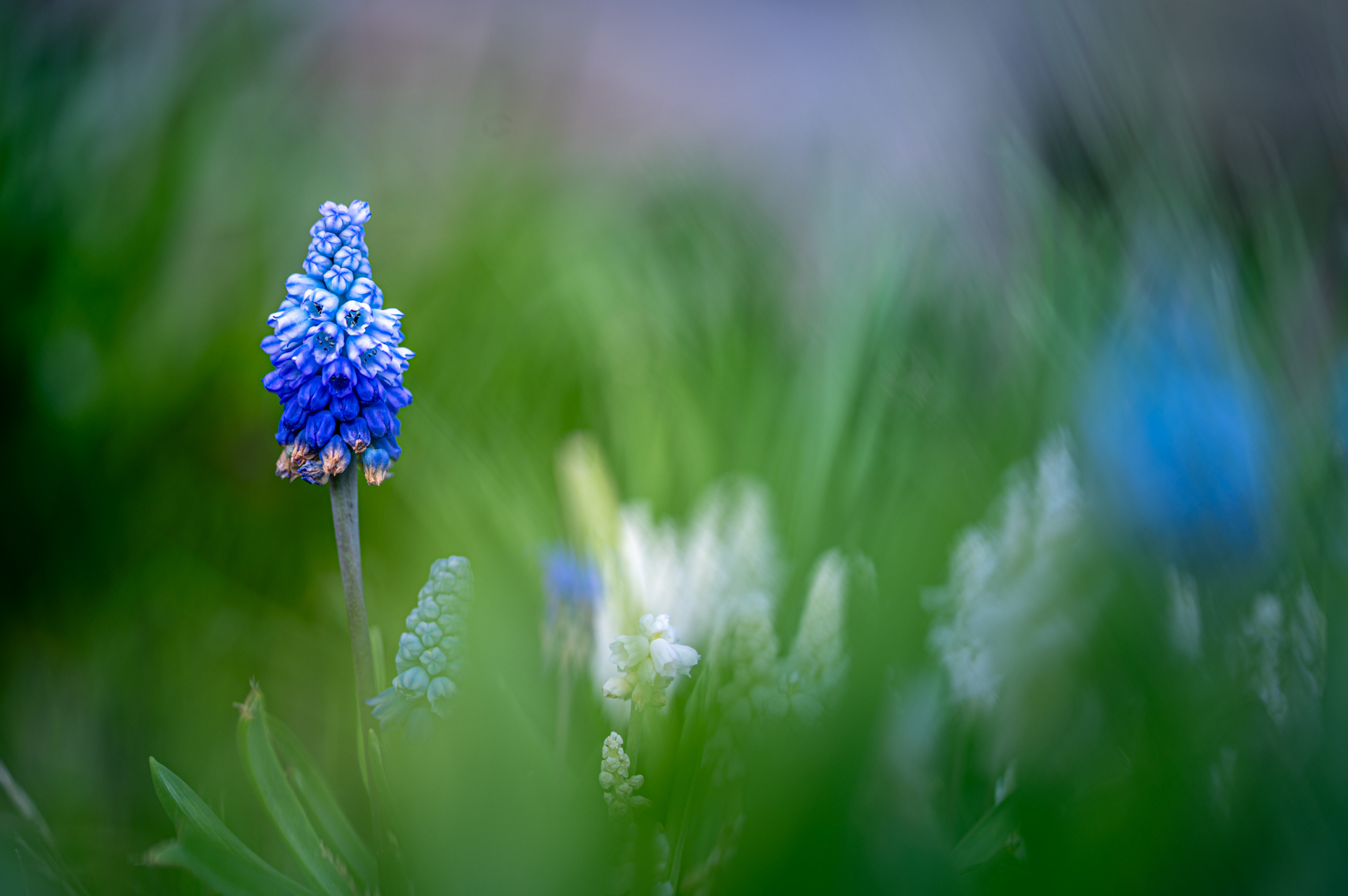 Platz 09 Frühlingsblüten-2.jpg