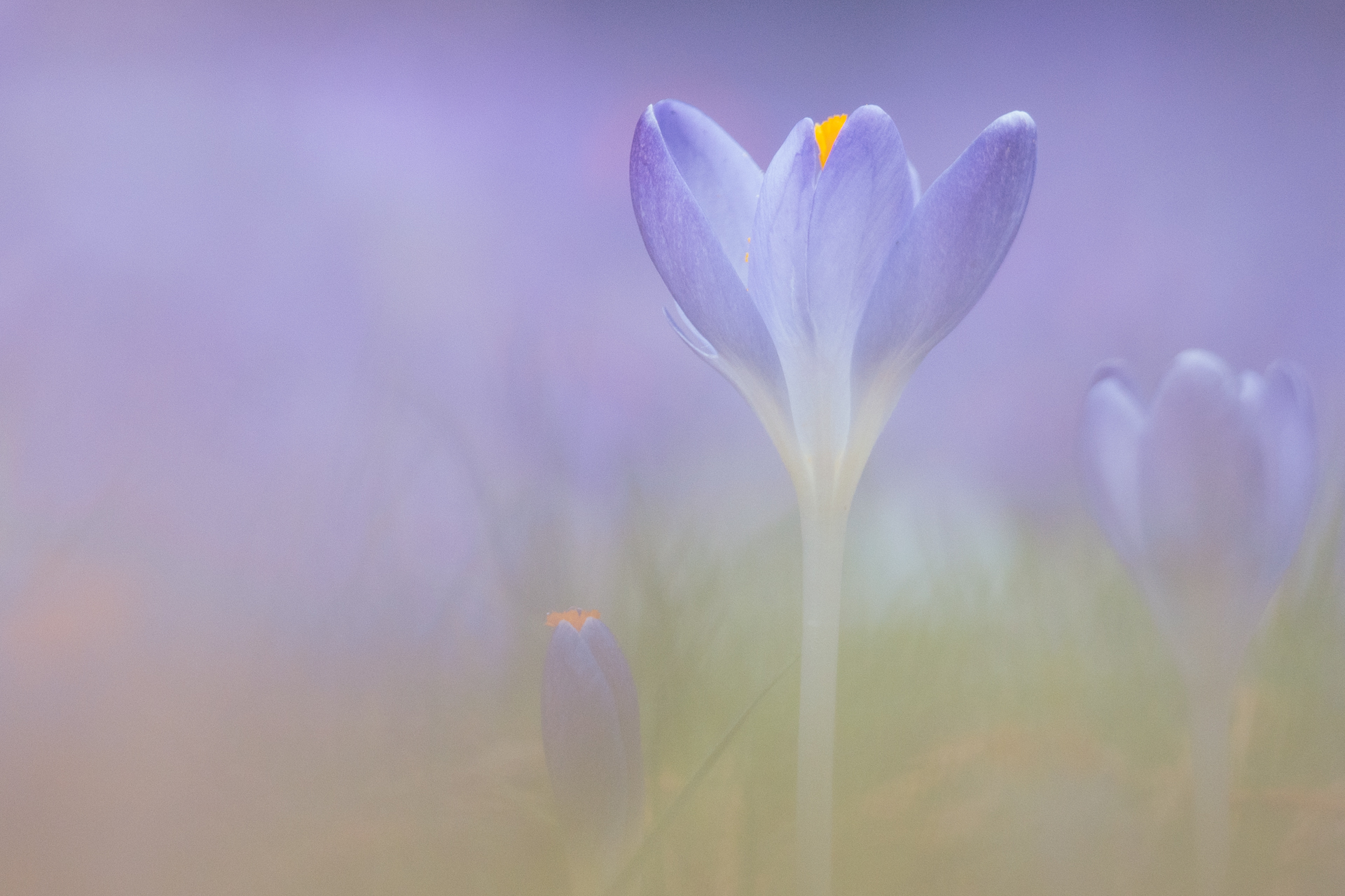 Platz 04 Frühlingsblüten.jpg