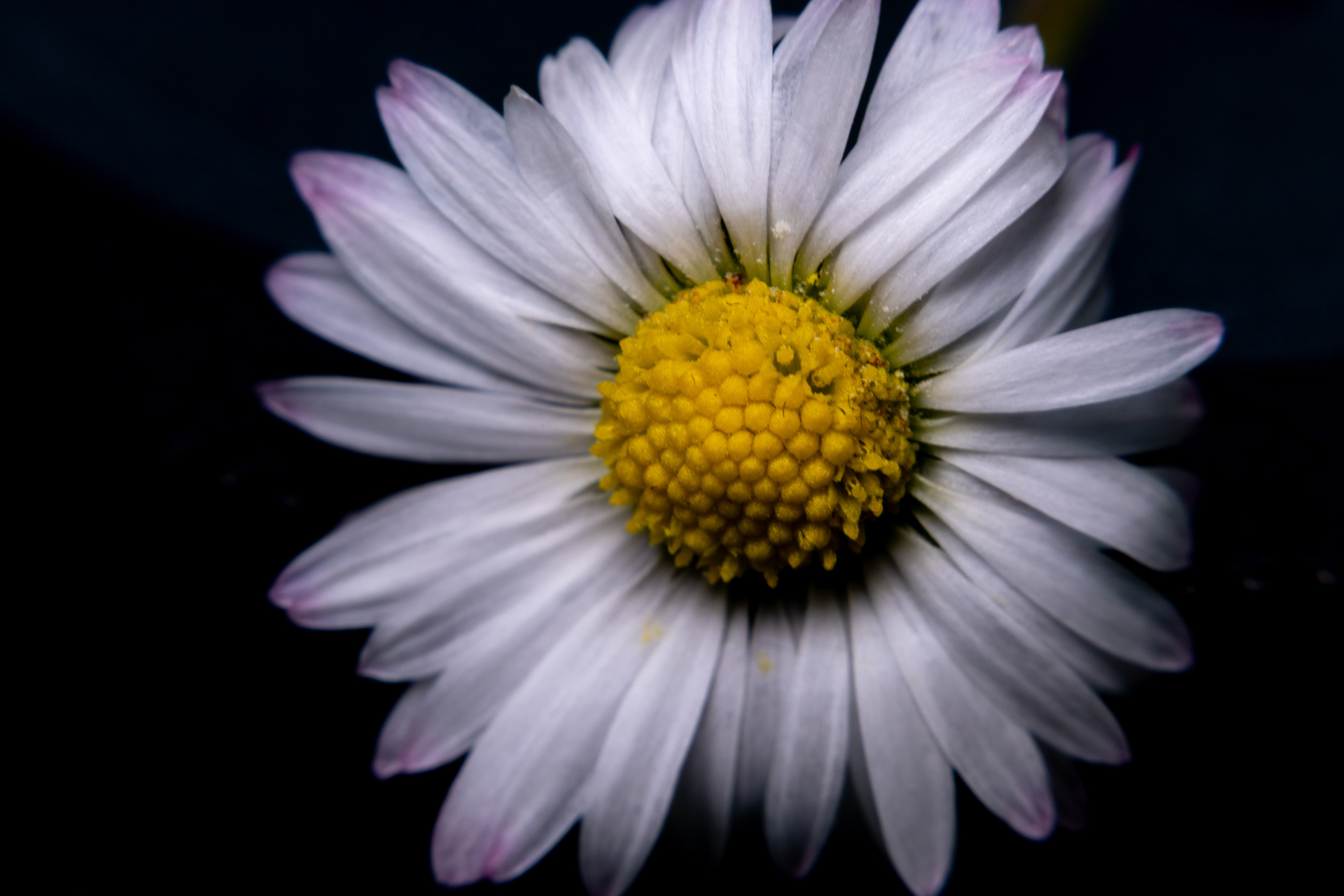 Platz 13 Gänseblümlie.jpg