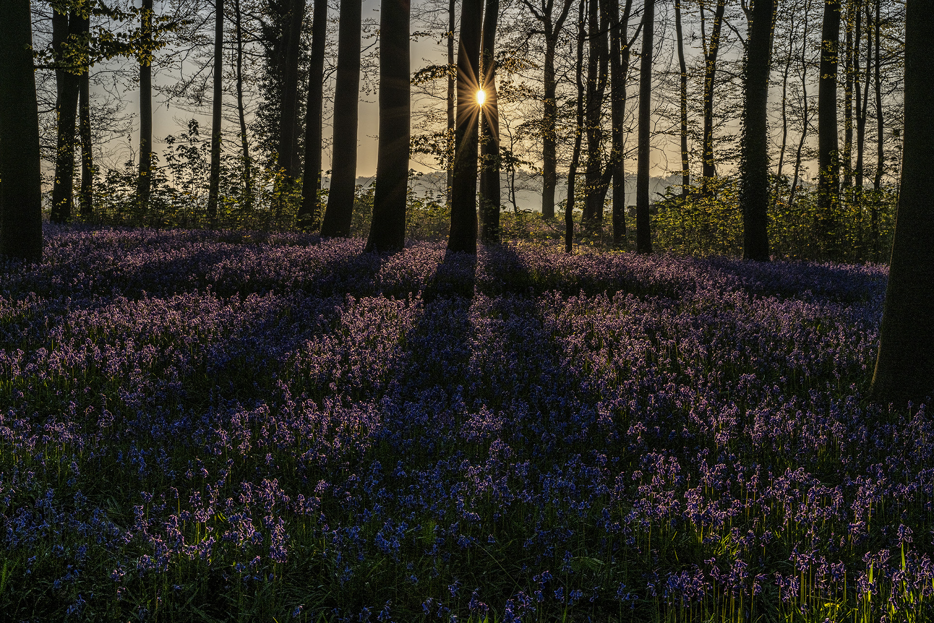 April 2025 - Frühlingsblüten