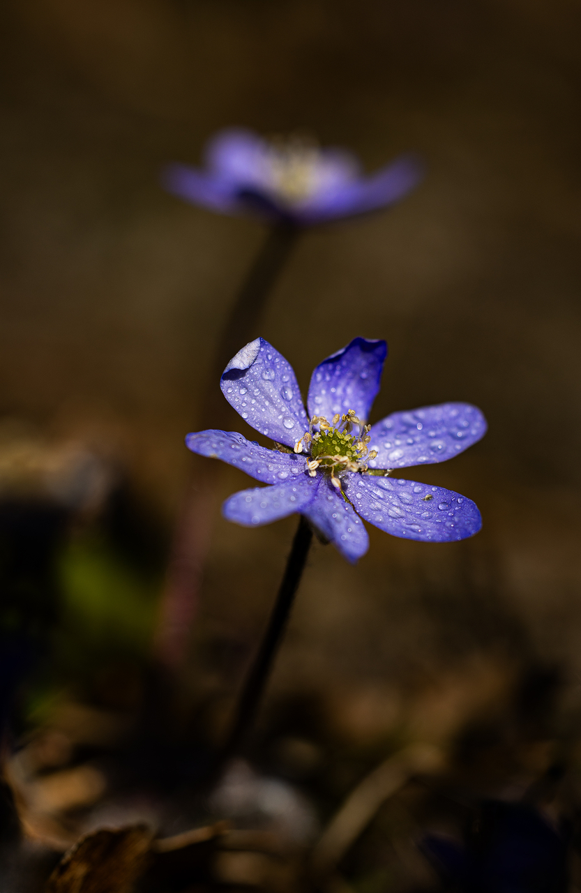 Platz 04 Leberblümchen.jpg