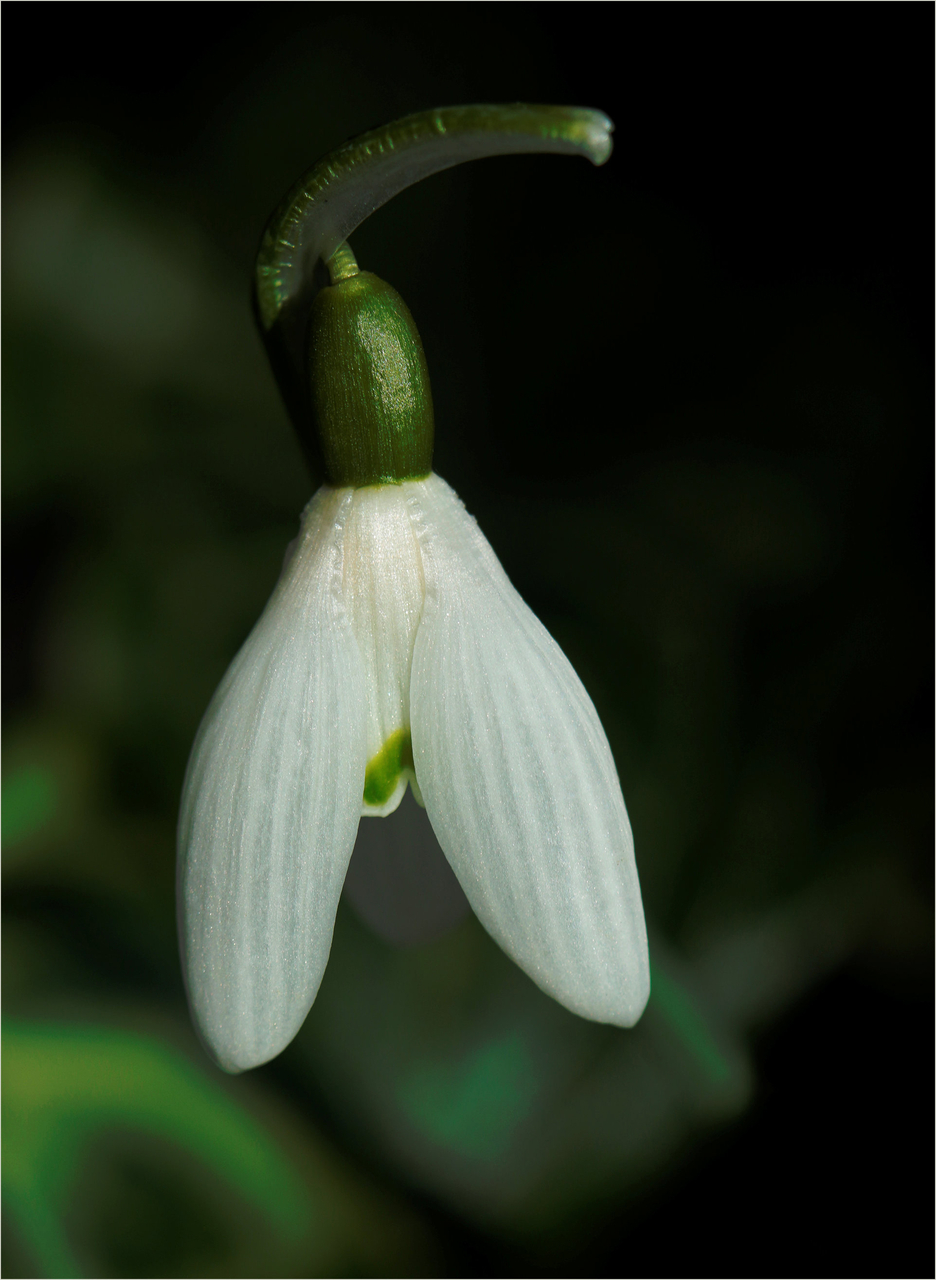 Platz 09 Galanthus oder Schneeglöckchen