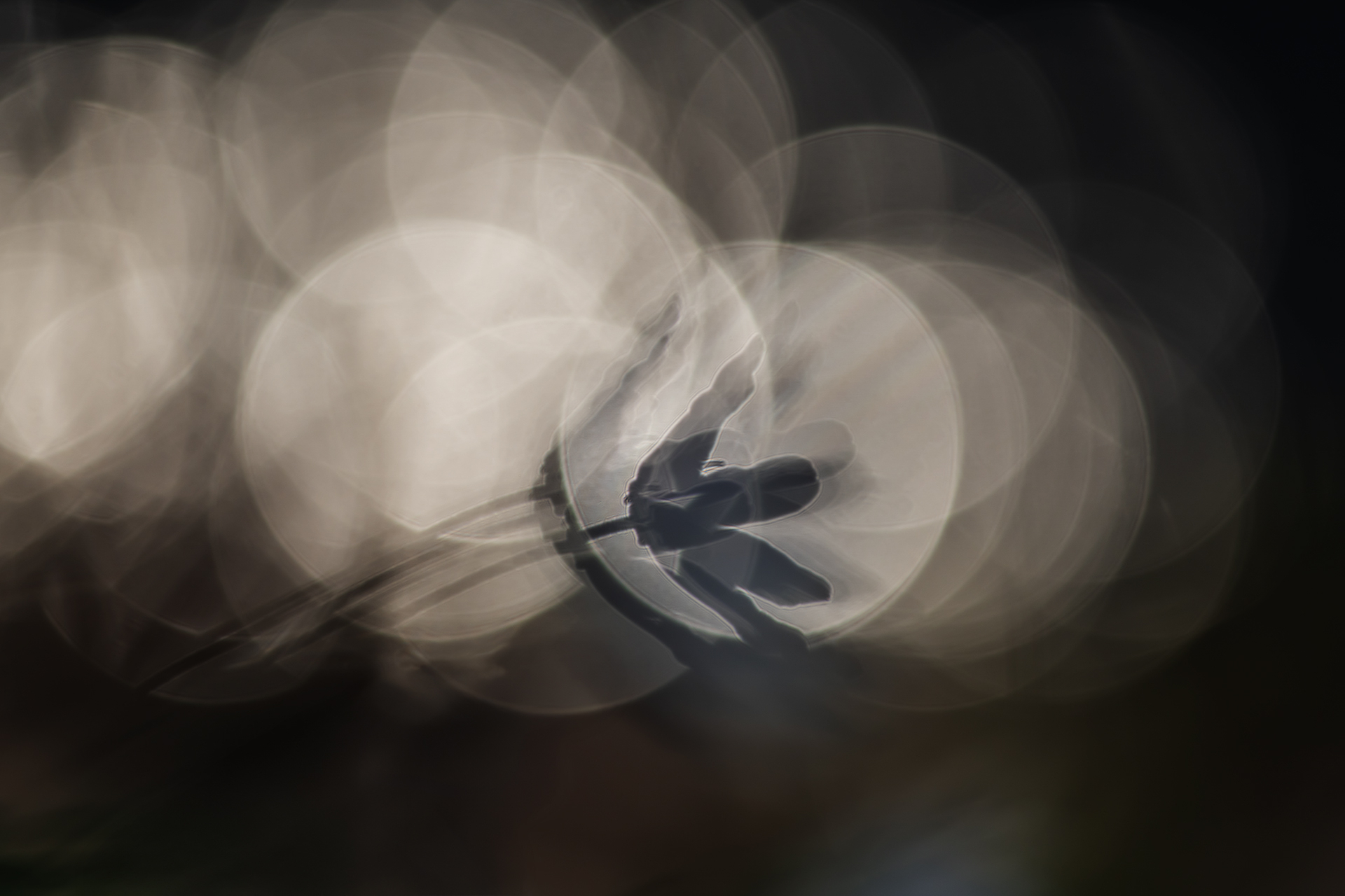 Platz 02 _DSC0664_buwiroe_nsg_berger_muehle.jpg