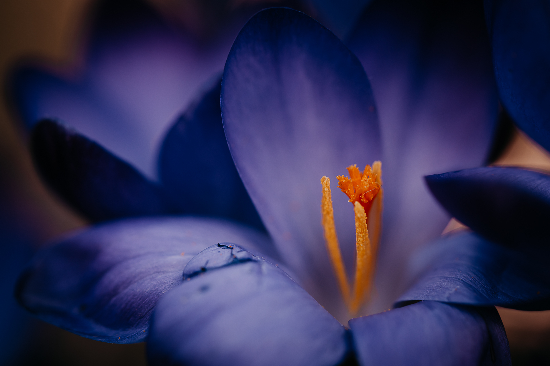 Platz 06 frühling1.jpg