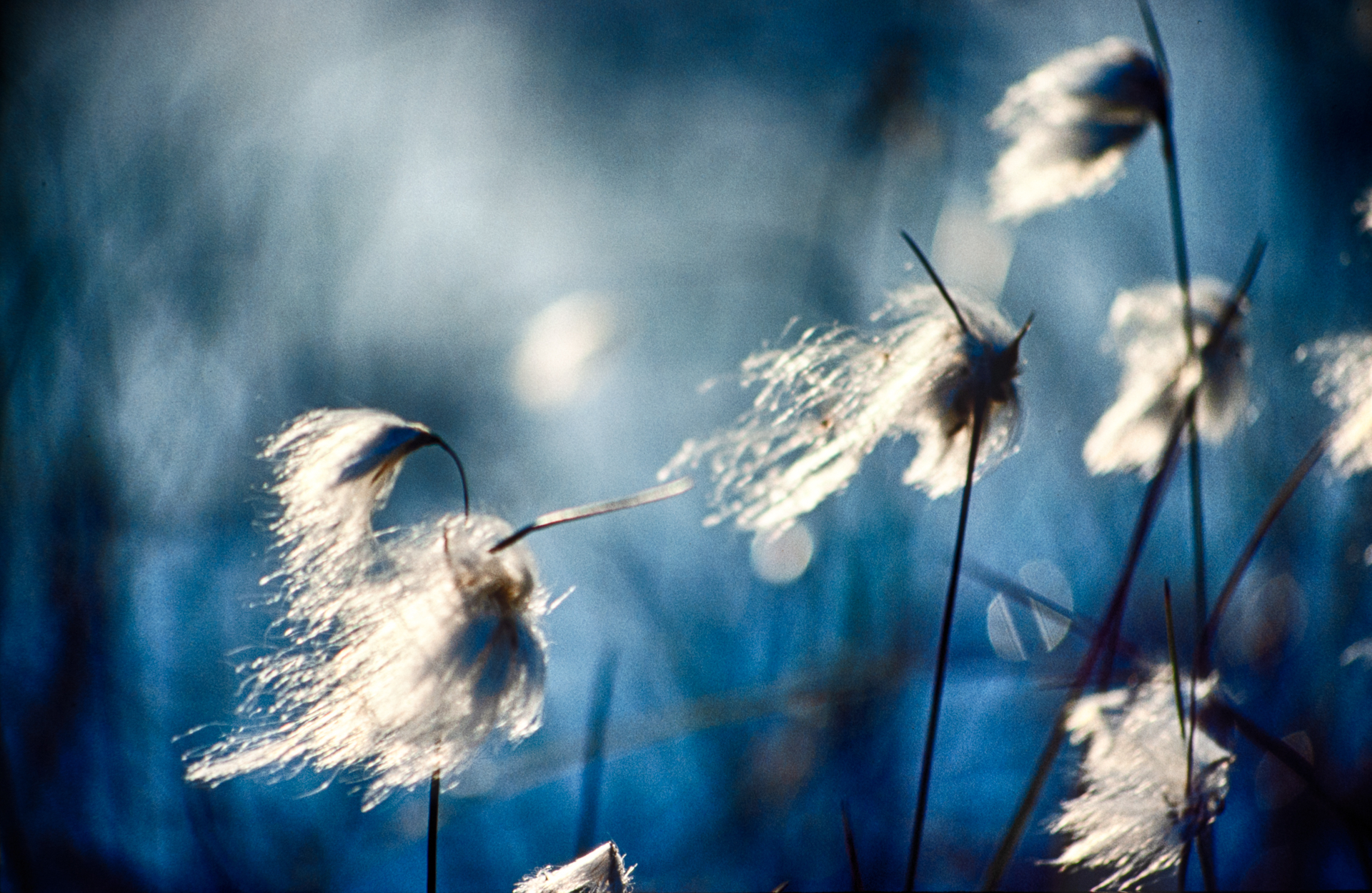 Platz 11 Graswolle_.jpg