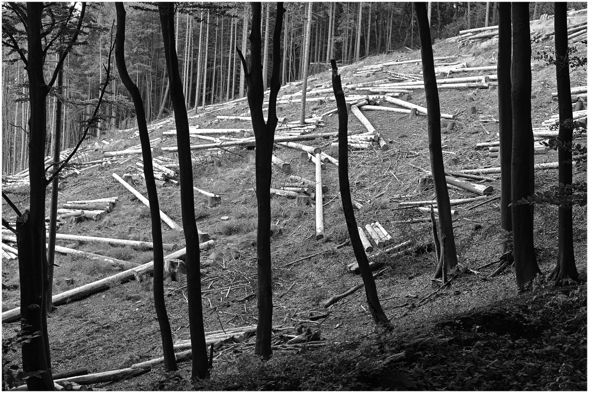 Platz 08 2021-08. Teuto.