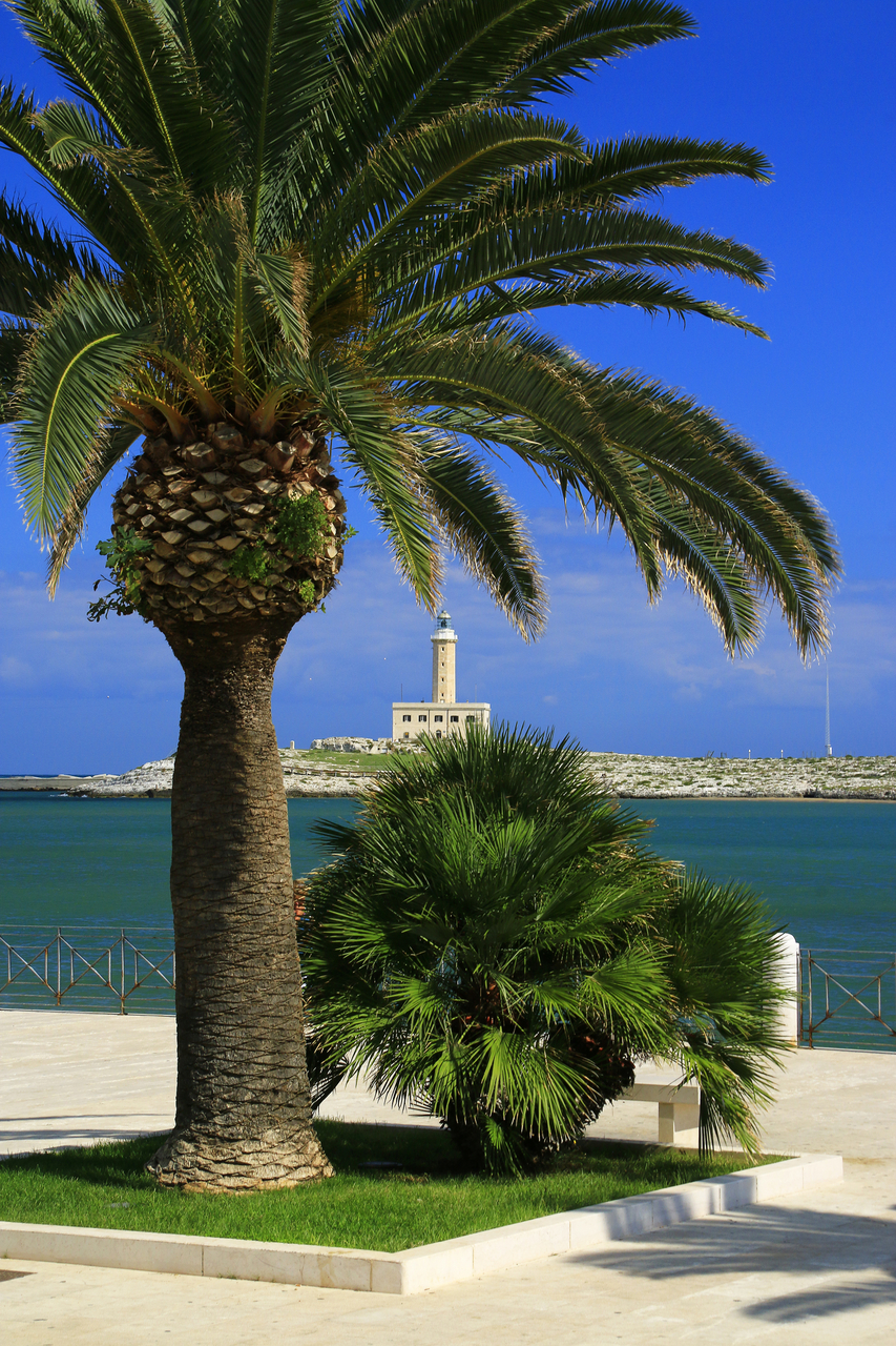 Platz 21 Baum des Südens