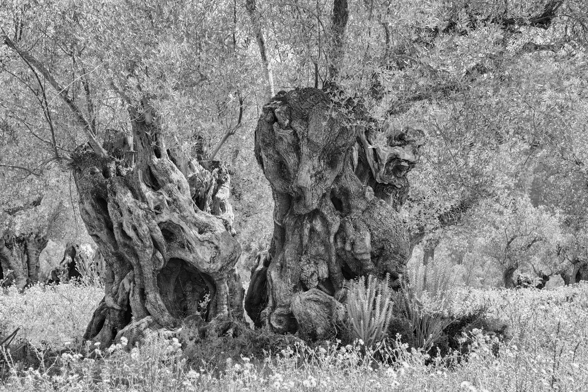 Platz 13 Baumgestalten.jpg