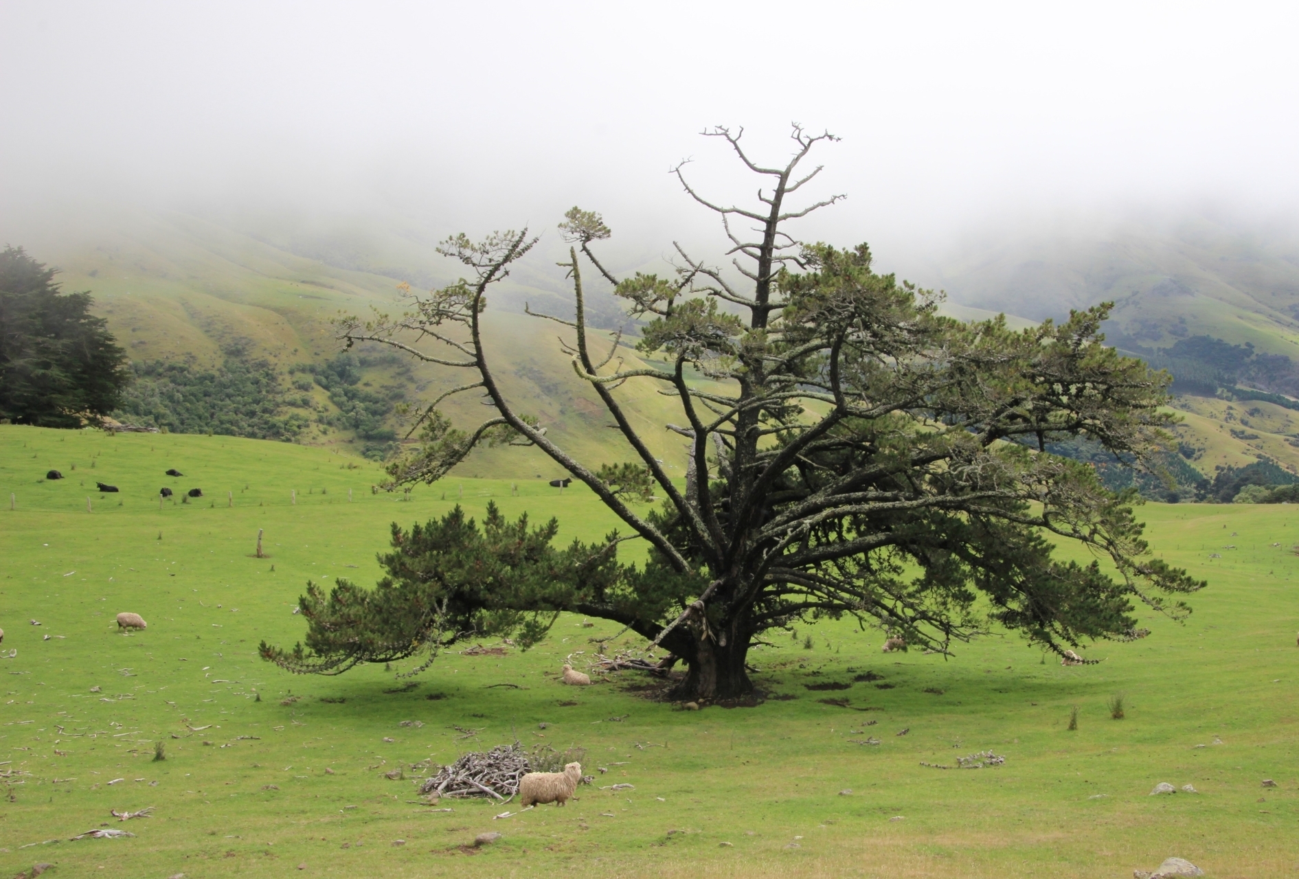 Platz 20 Baumriese.JPG