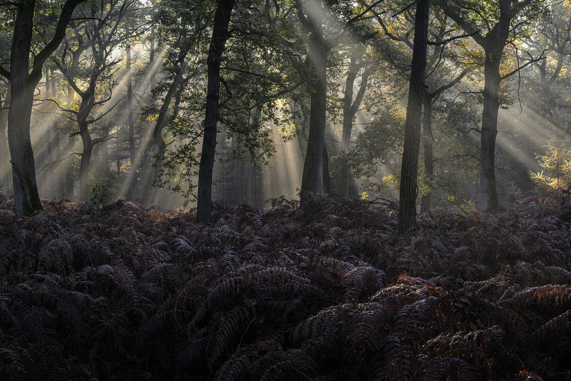 Juli 2025 -Baum/Bäume