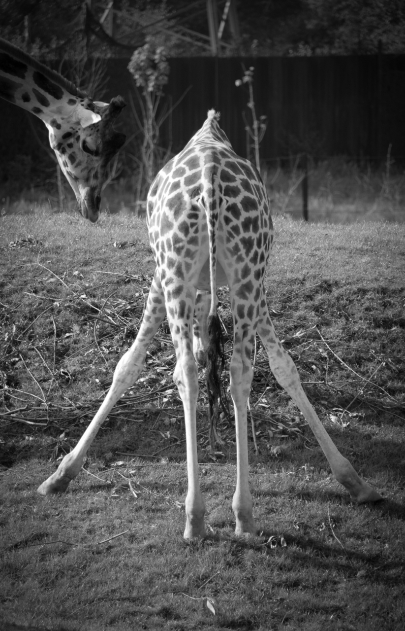 August 2025 -Lustige Tiere