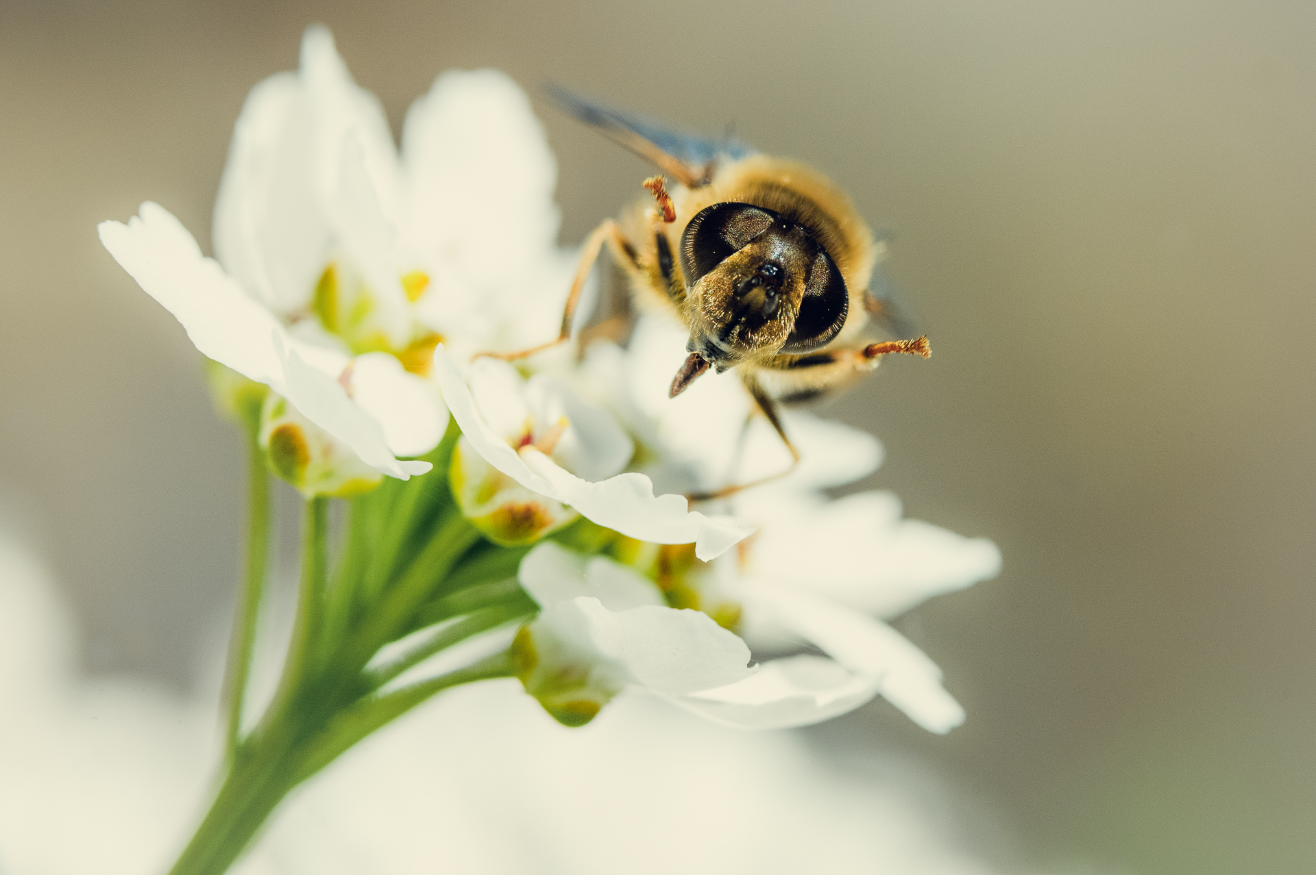 Platz 07 Lustige Tiere.jpg