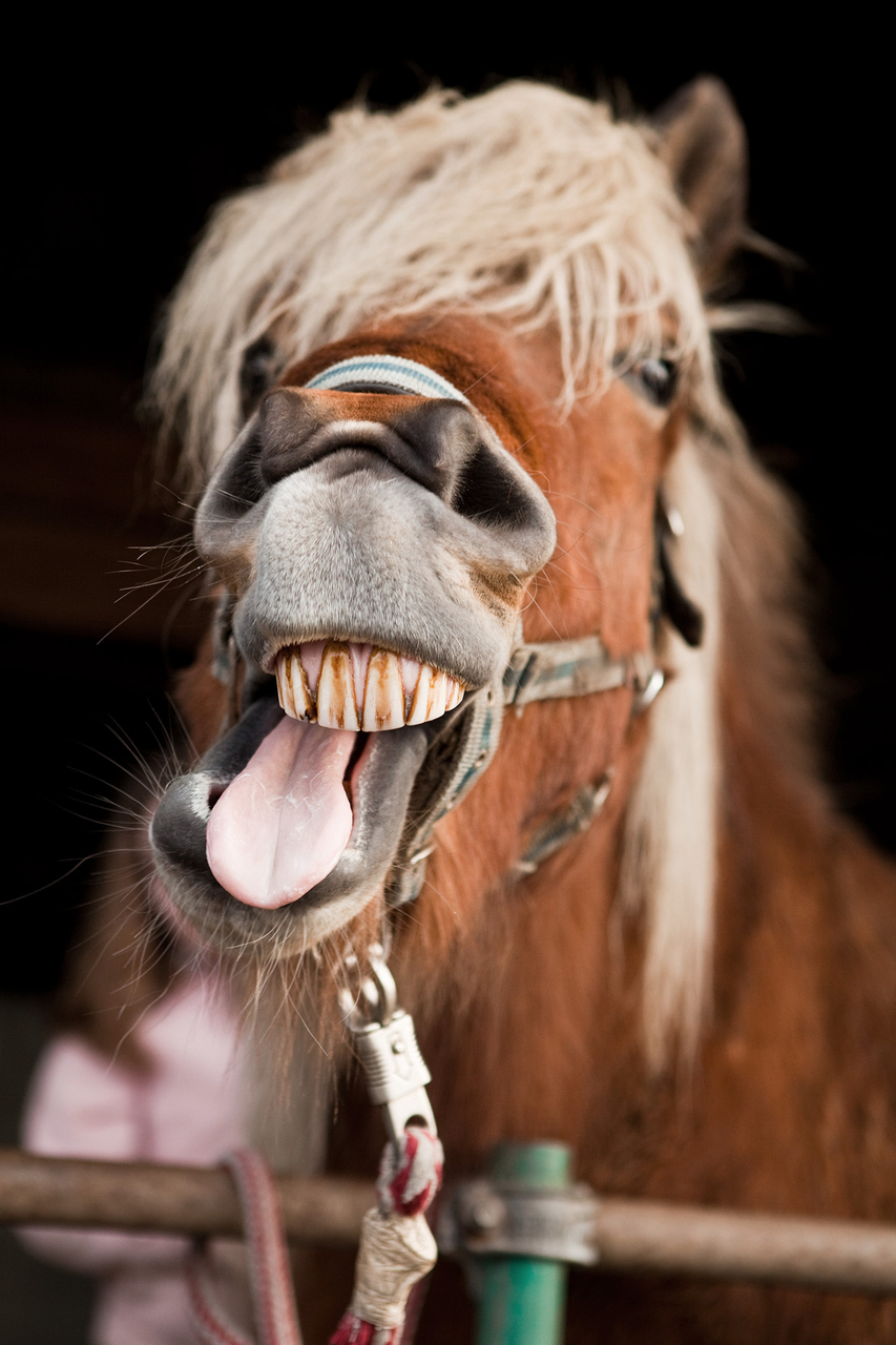 Platz 02 braunes_Pferd.jpg