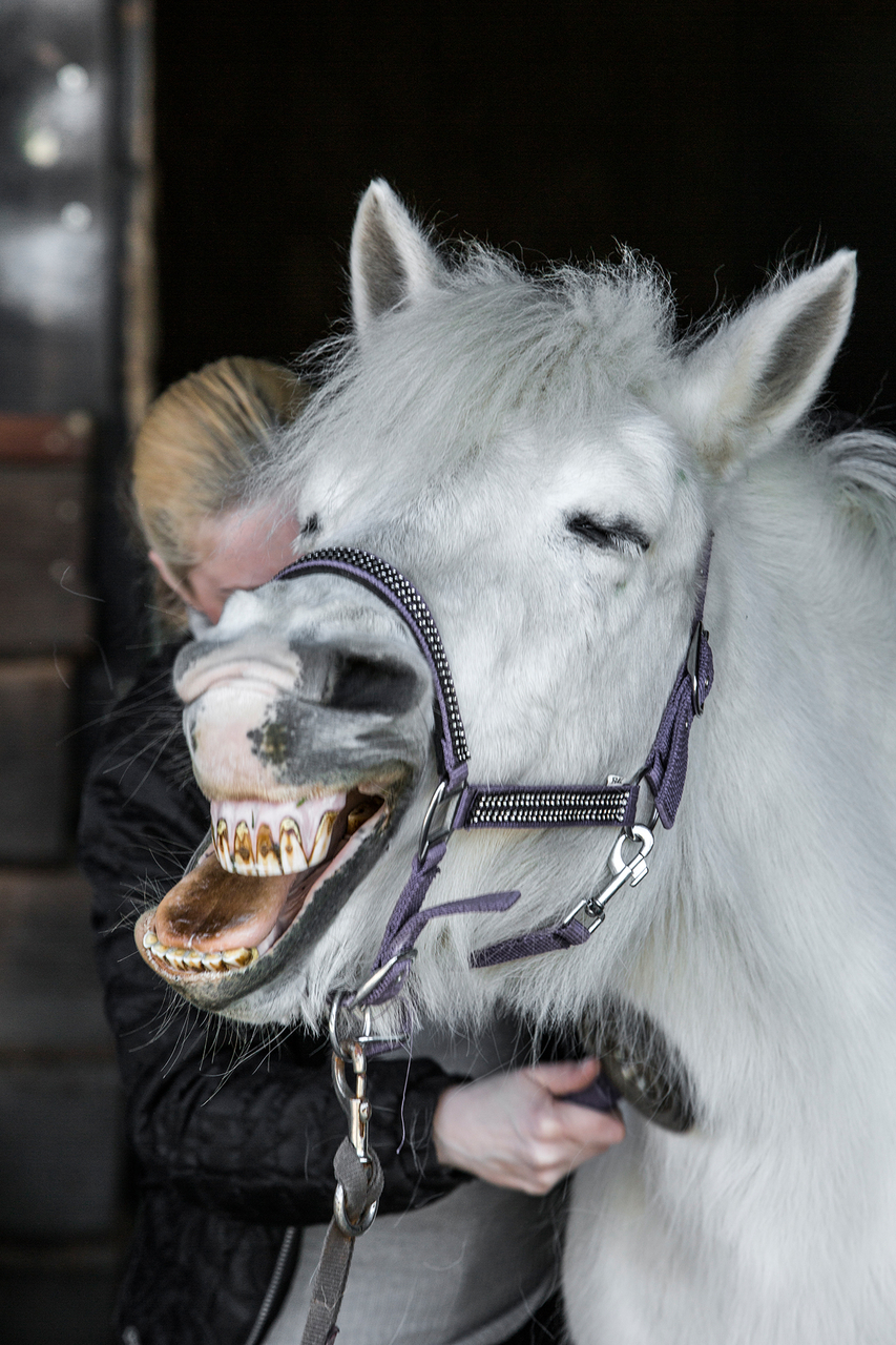 Platz 06 weißes_Pferd.jpg