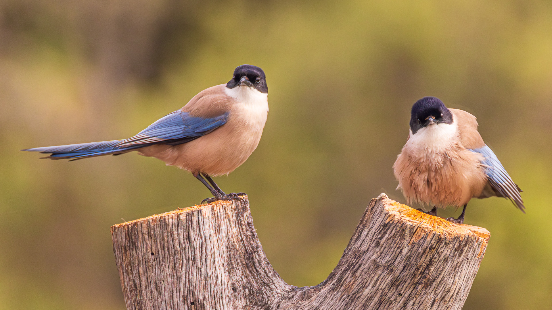 Platz 05 Blauelstern.jpg