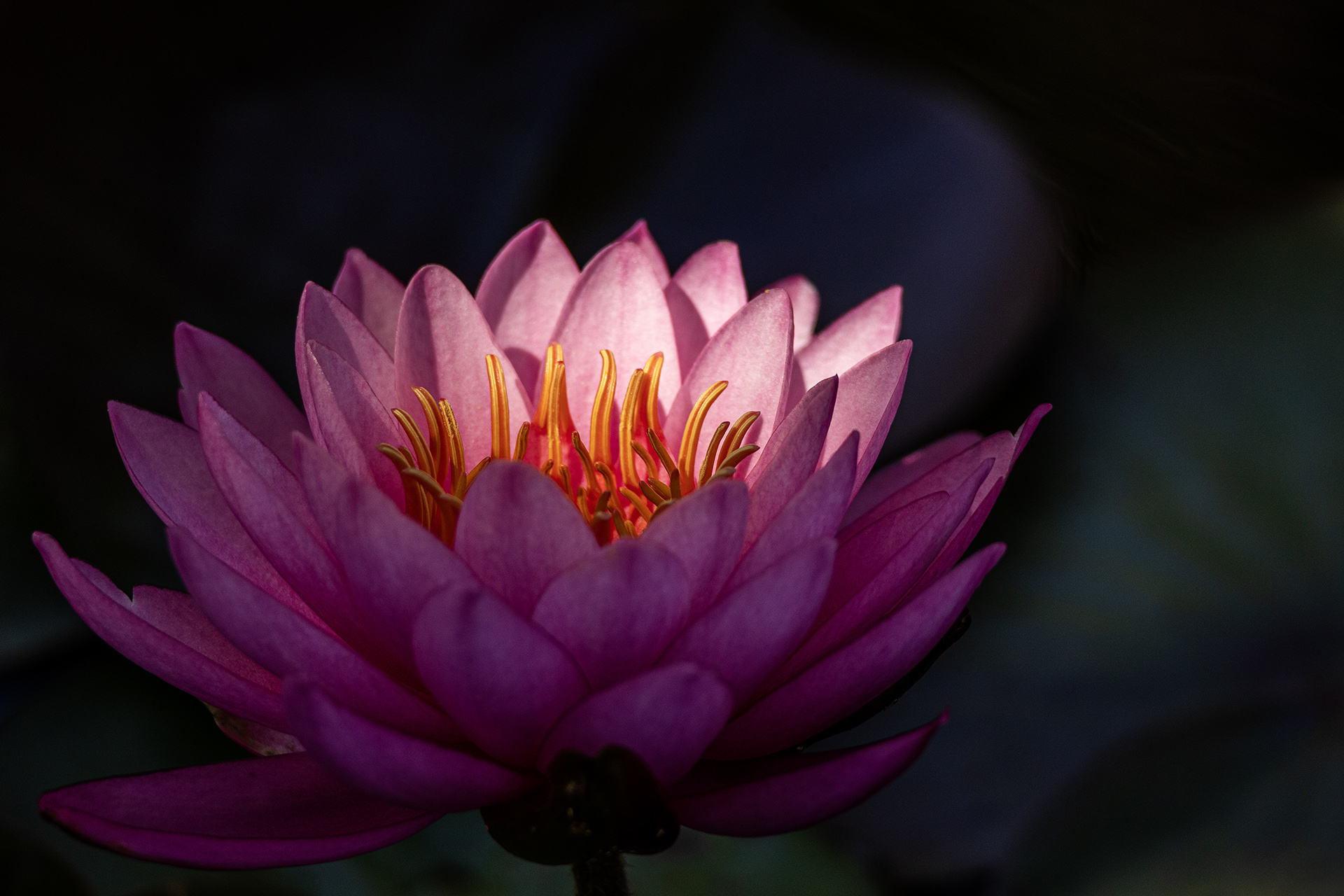 Platz 03 Pink perfection.jpg