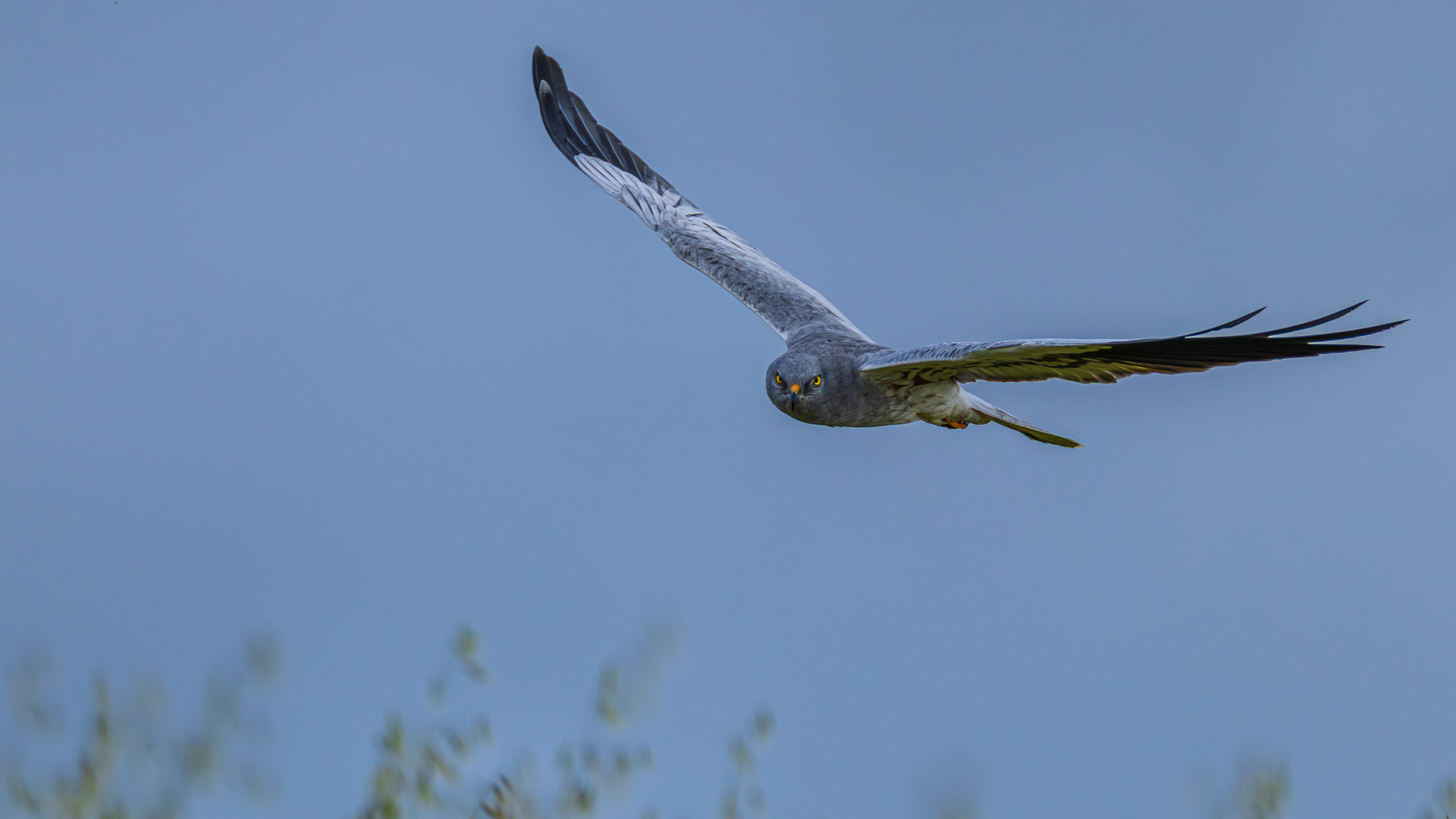 Platz 11 Wiesenweihe.jpg