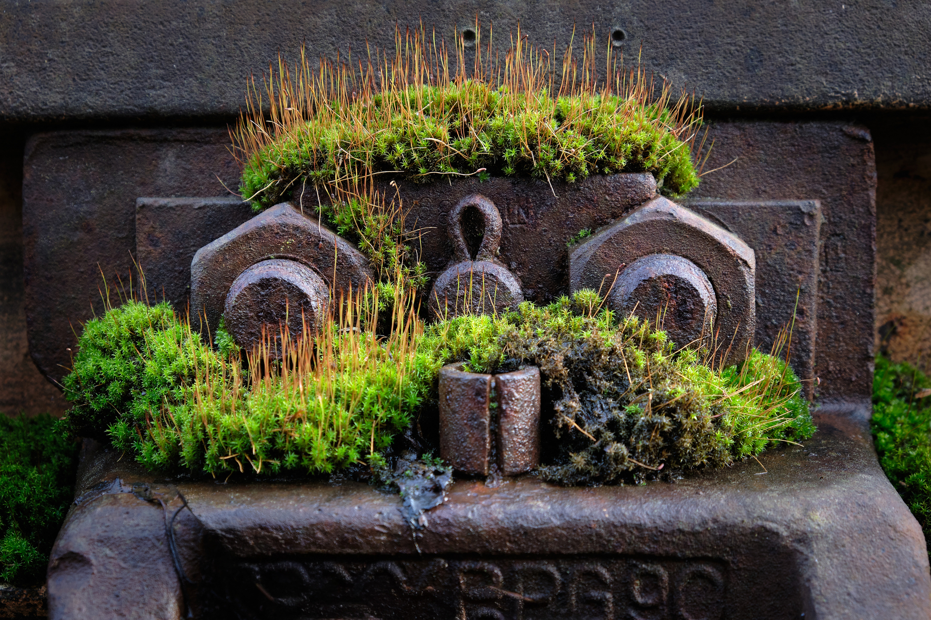 Platz 09 Moosgesicht.jpg