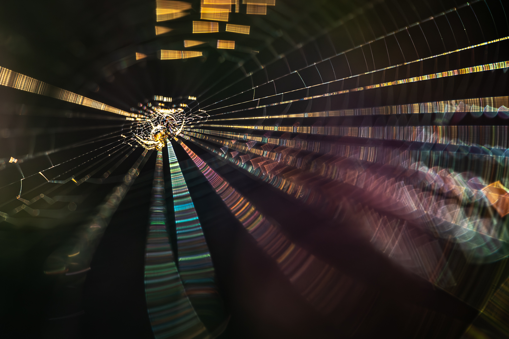 Platz 02 Diskospinne .jpg