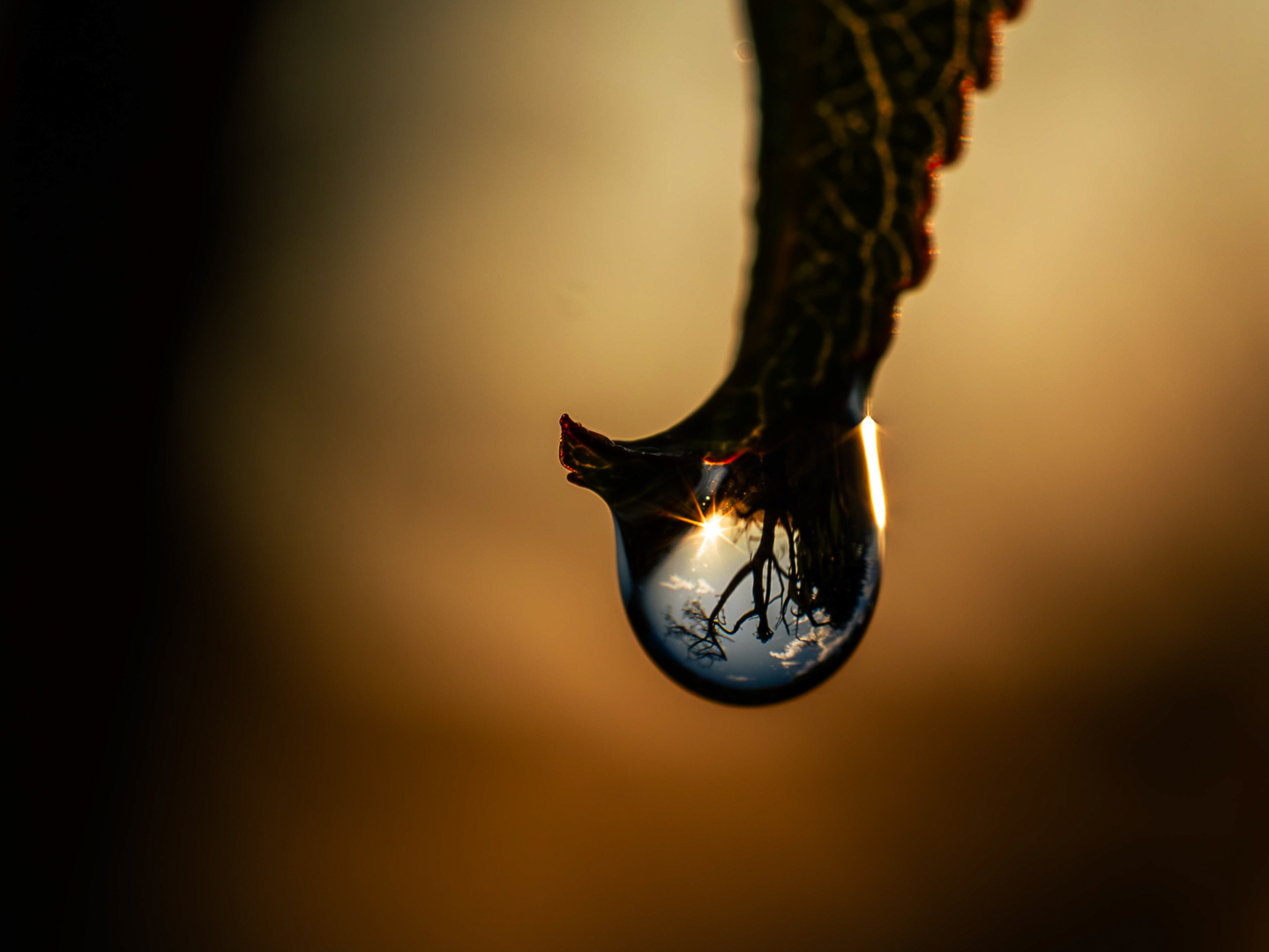 Platz 07 Tropfen im Morgenlicht-Ex1.jpg