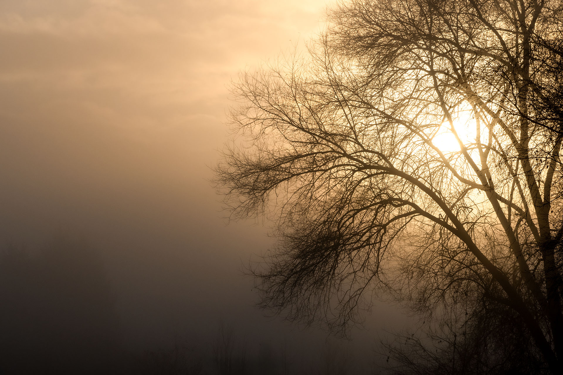 Platz 09 nebelRomantik.jpg