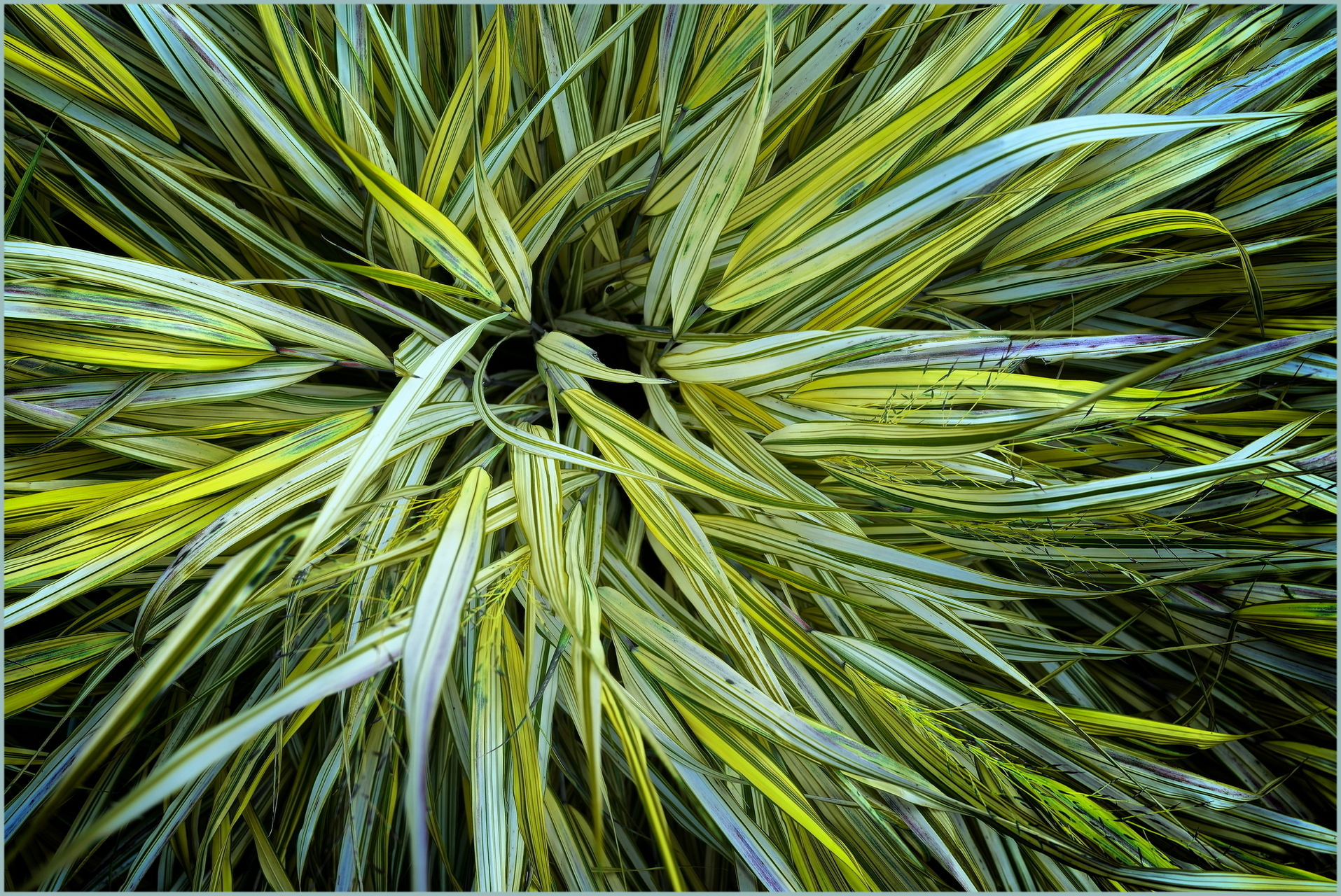 green diversity (2023-08. Dortmund Westfalenpark)