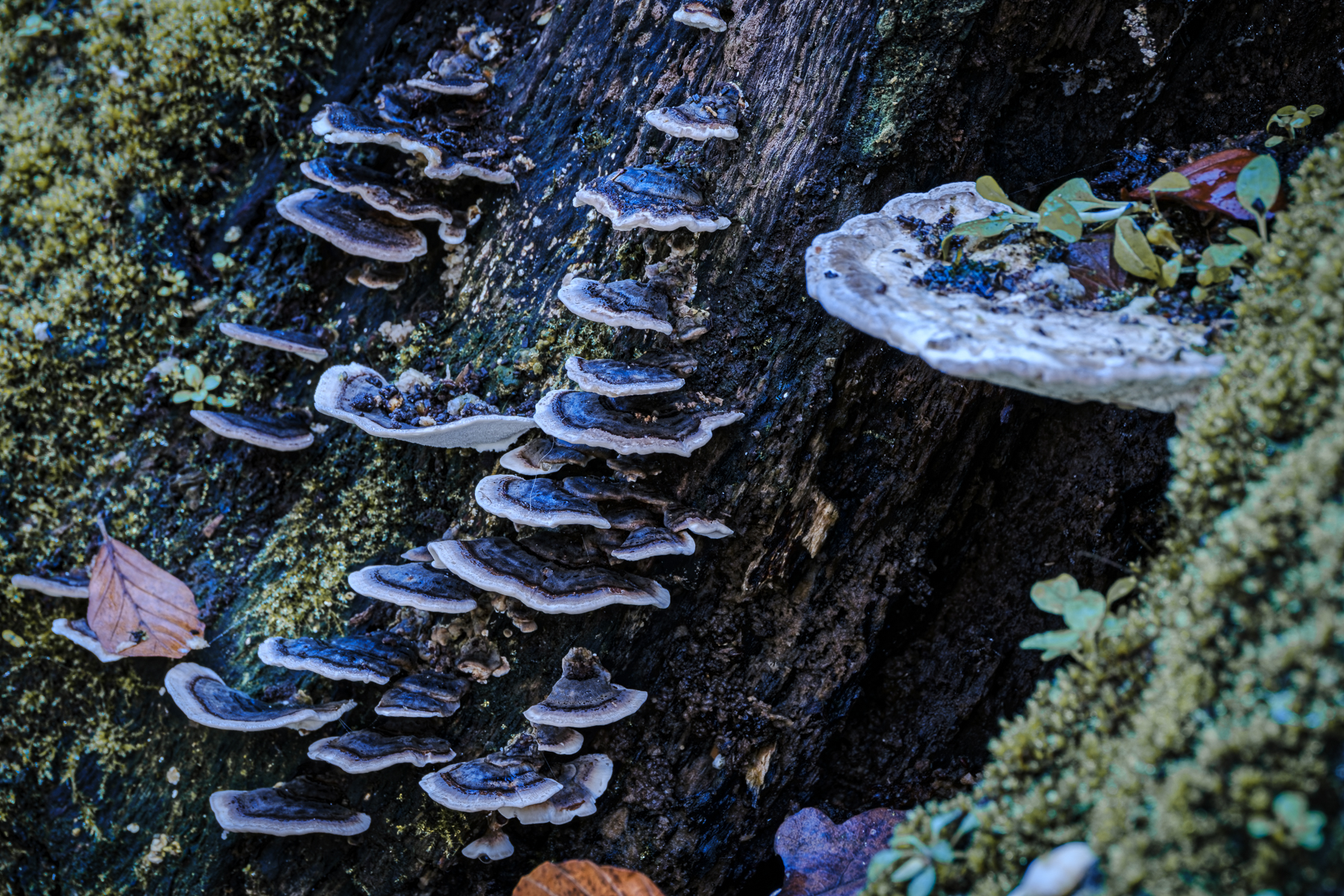 2024 Peterlein (Ausflug Natur intensiv).jpg