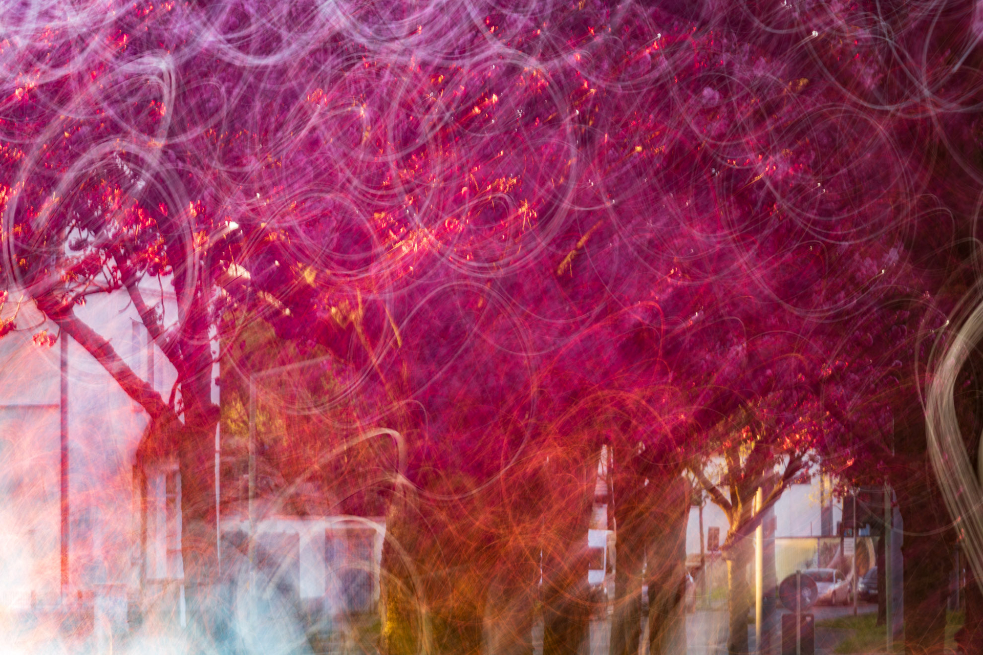 2025-04-06 Herten Kirschblüte (1 von 1).jpg