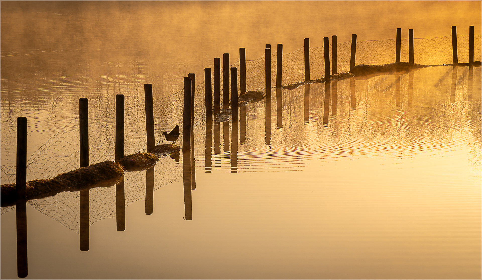 Pfähle im Gegenlicht