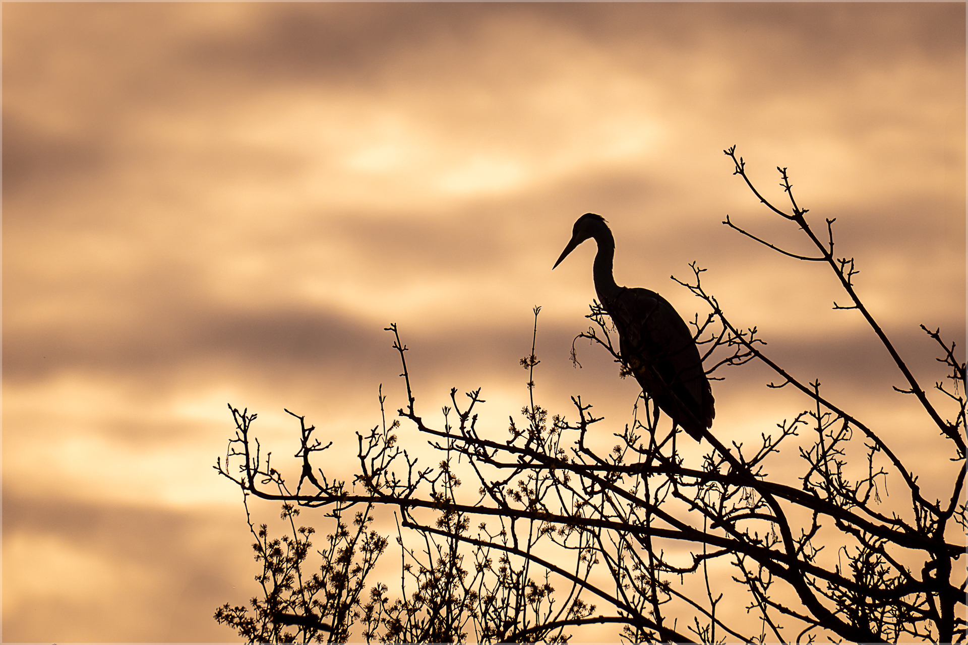 Wächter der Dämmerung