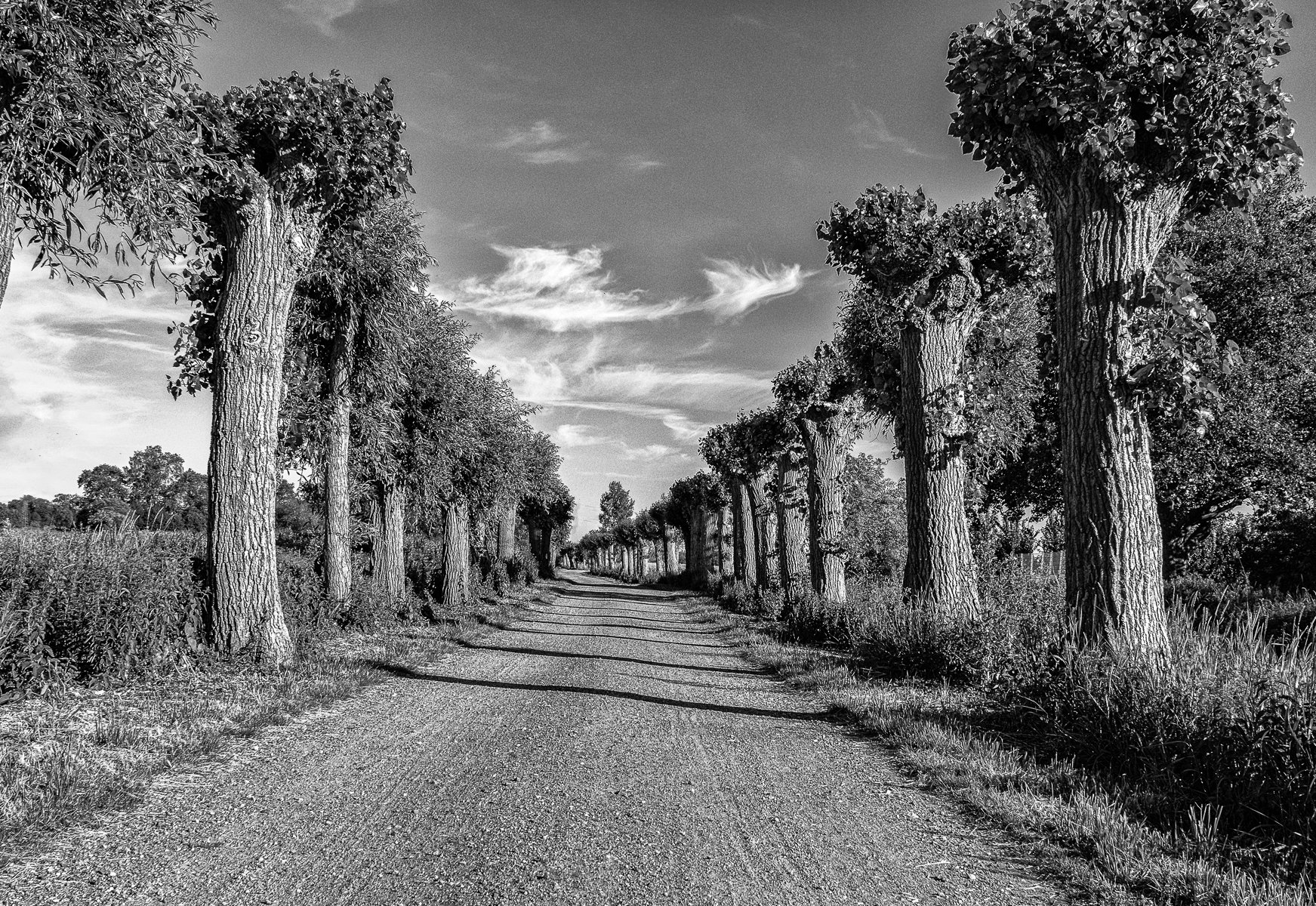 2025 Baumallee (Thema Schwarz-Weiß).jpg