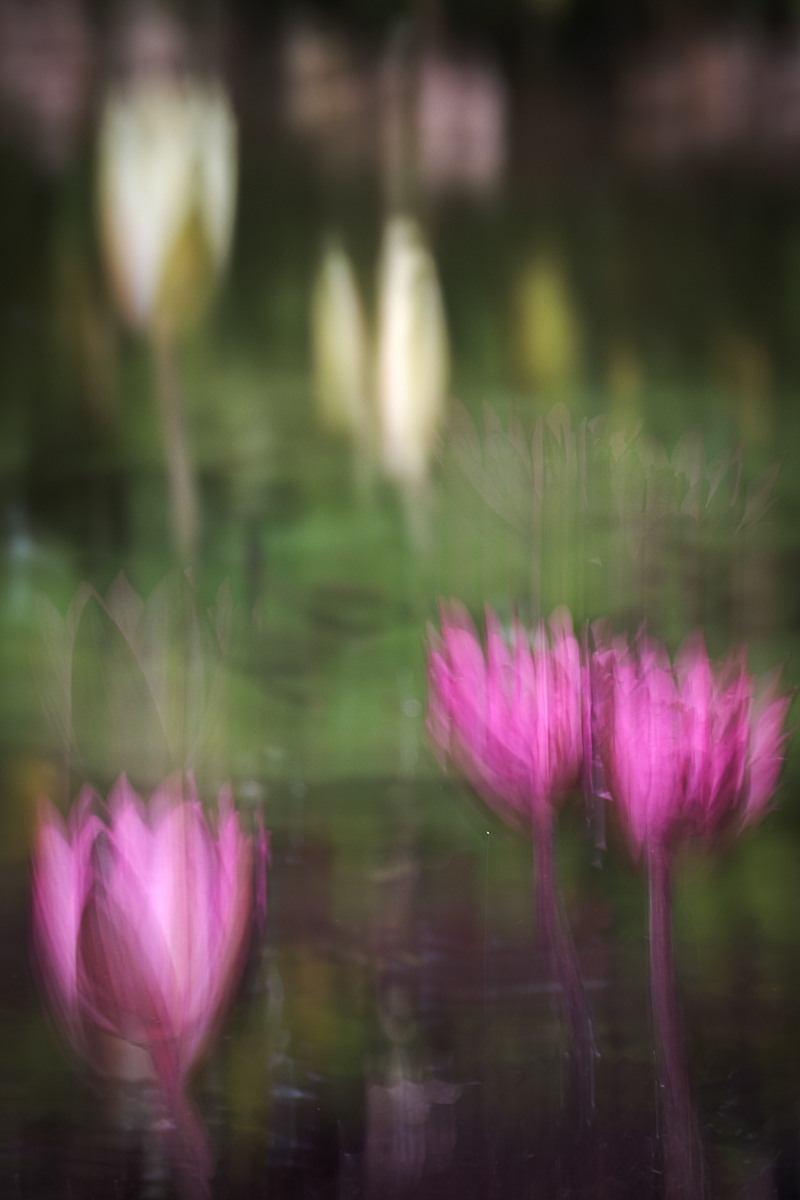 2025 Seerosen-icm.jpg