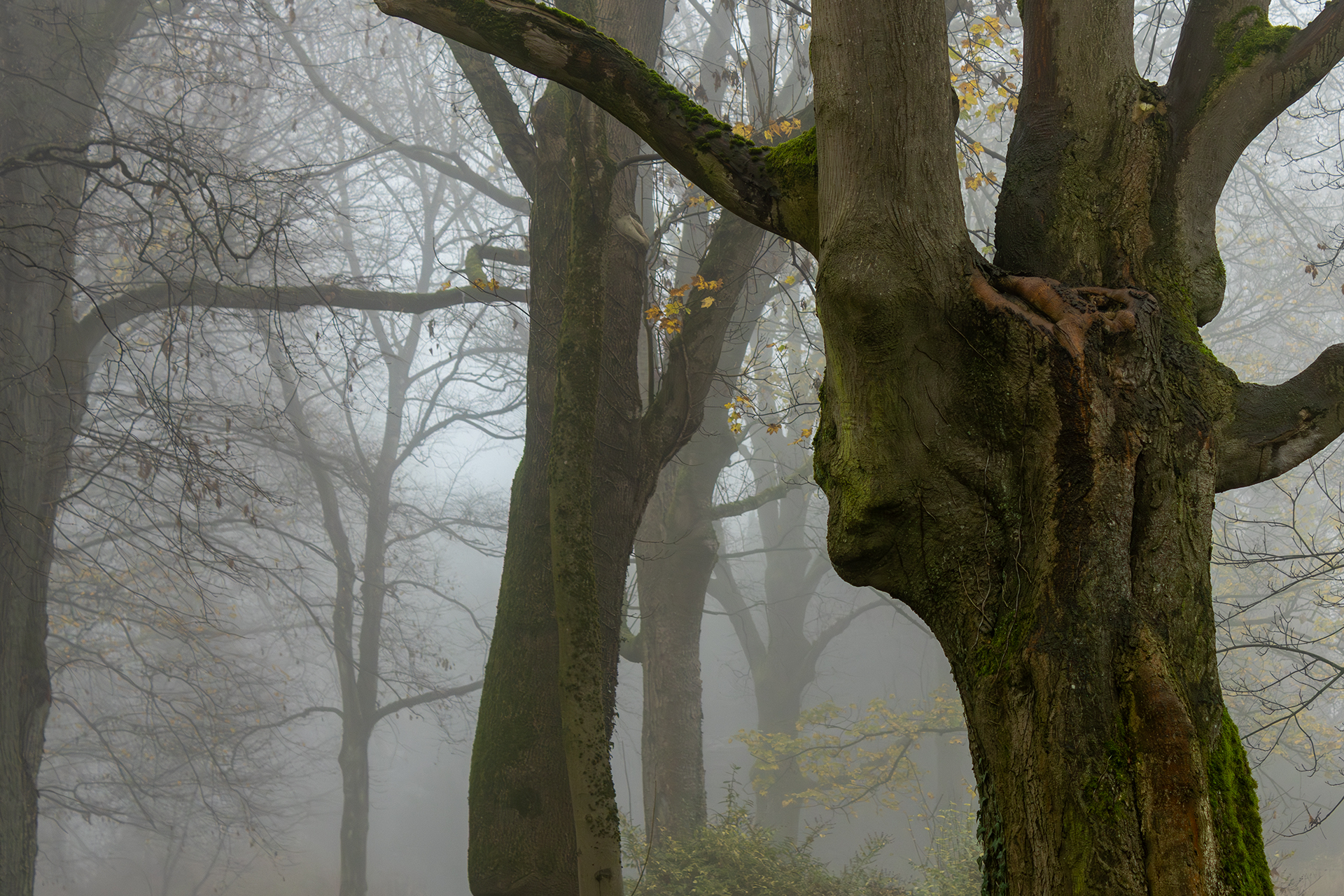Das Wesen der Bäume