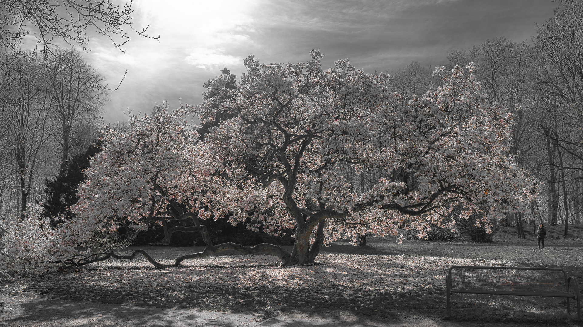 Fotografin an Magnolie.jpg