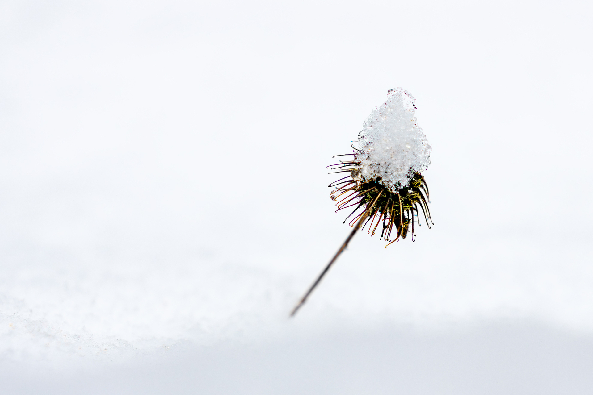 Pflanze mit Winterhut