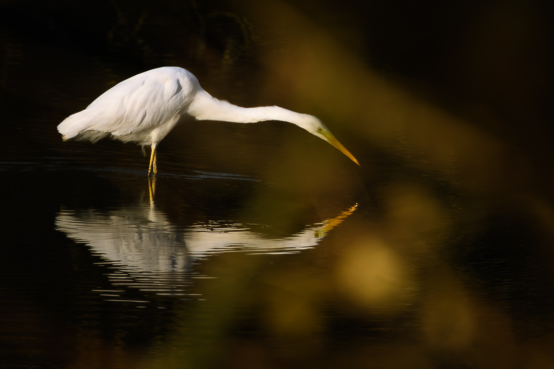 Silberreiher Spiegelung.jpg
