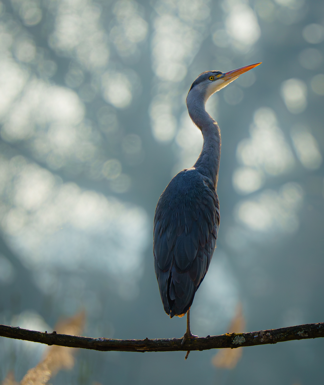 Reiher - Urdenbacher Kämpe