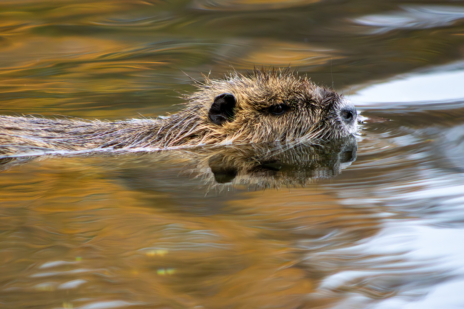 Herbst-Nutria