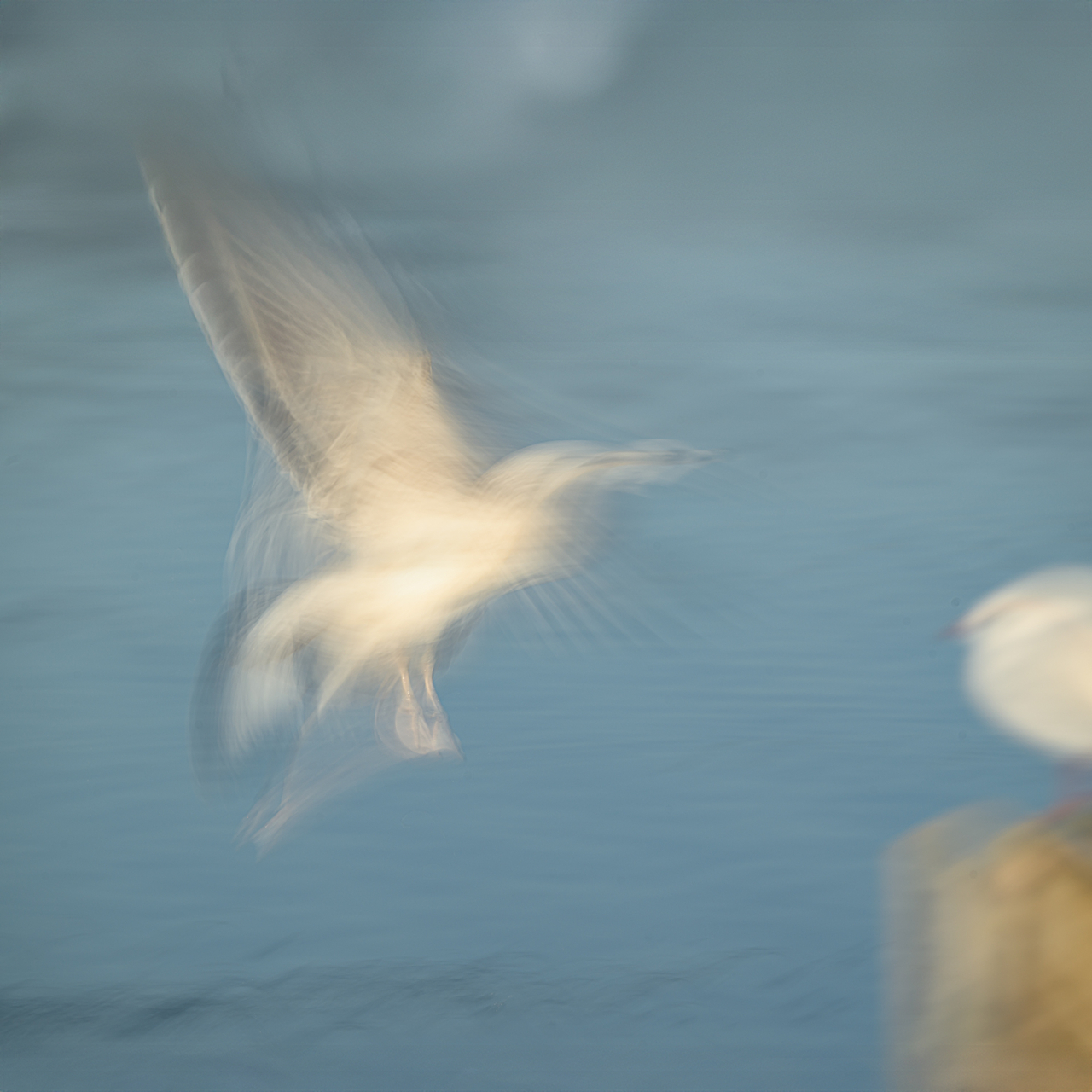 22. Möwe im Flug.jpg